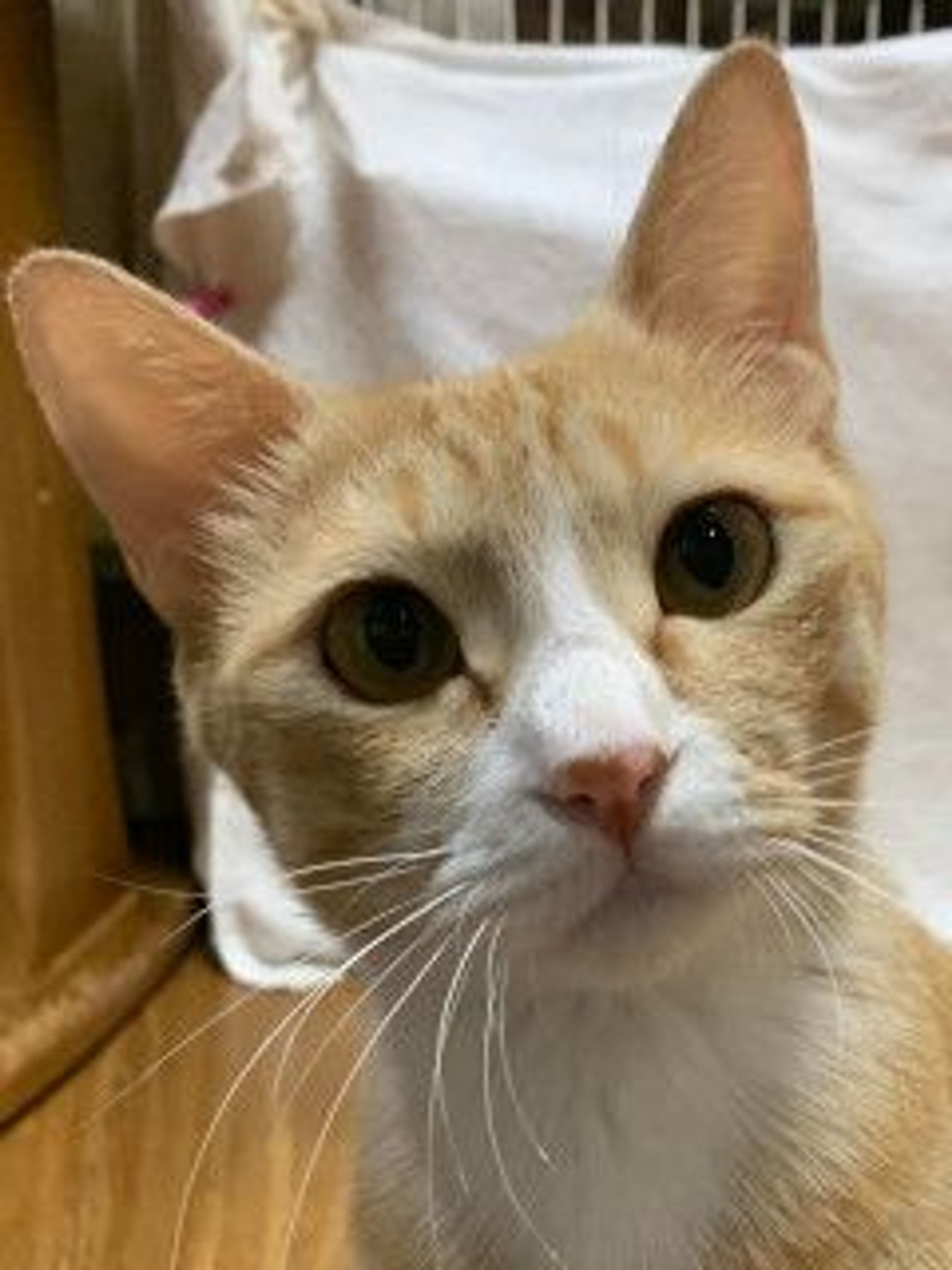 雑種（ミックス猫）・メスの里親募集の写真