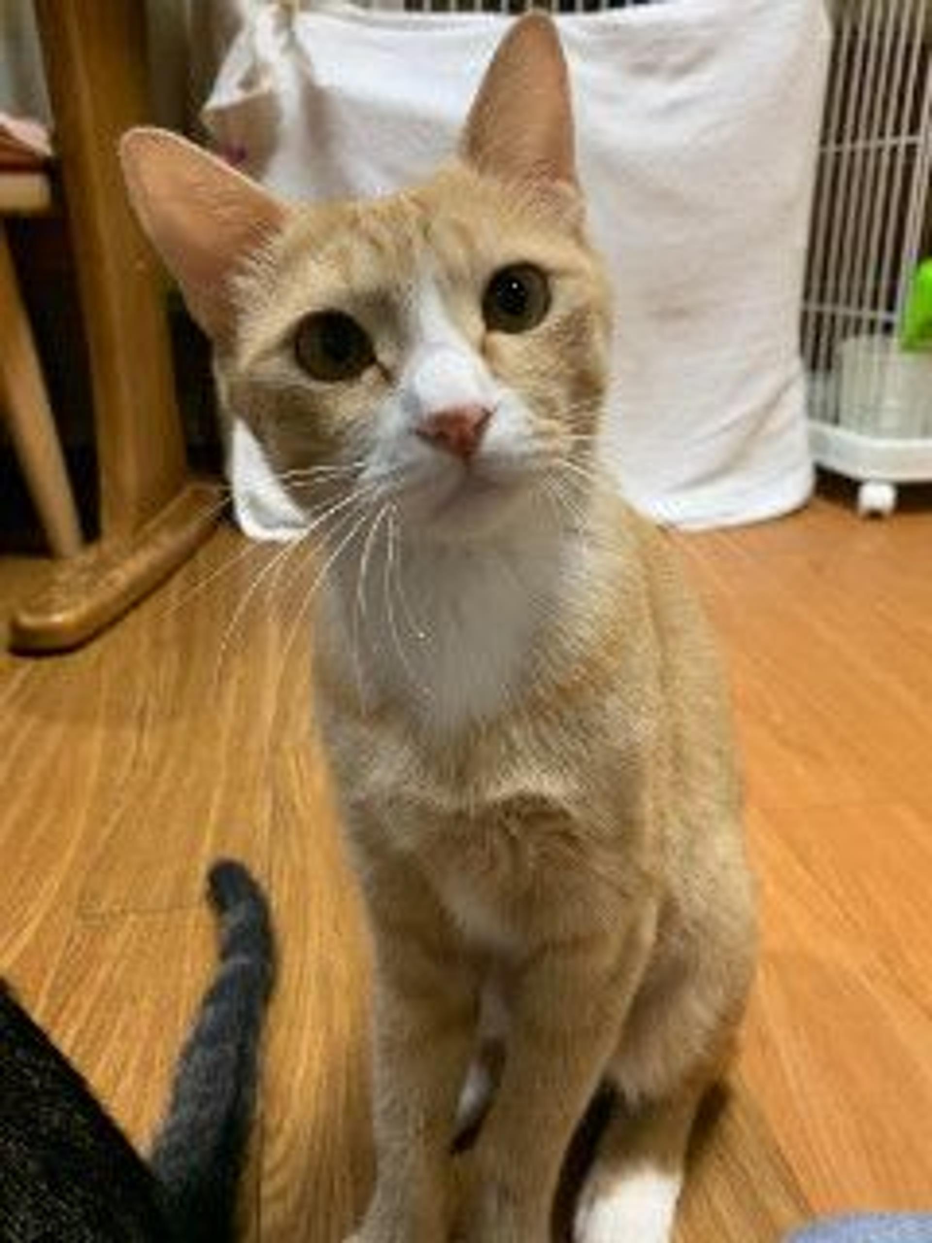 pet-image-2