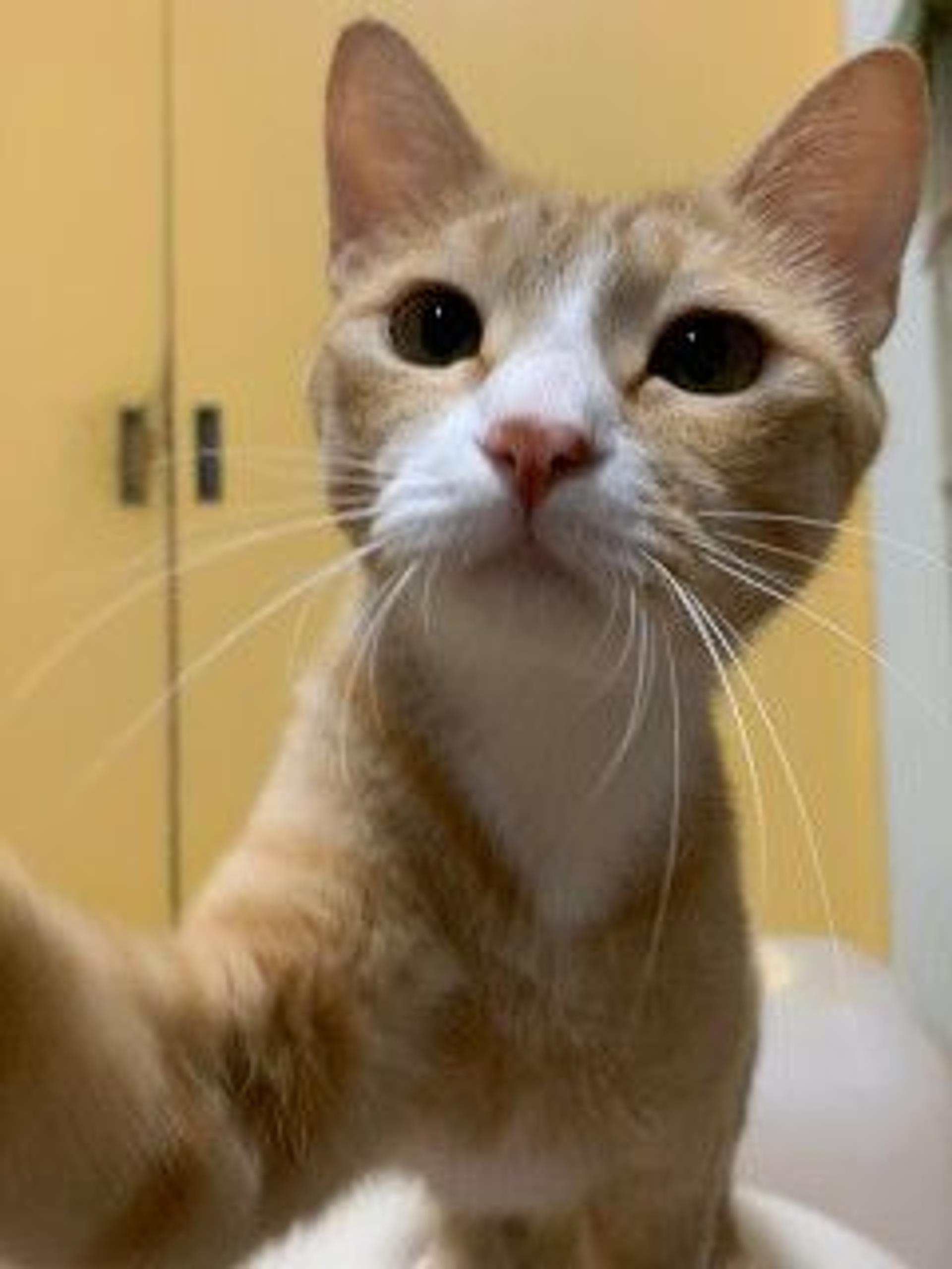 pet-image-5