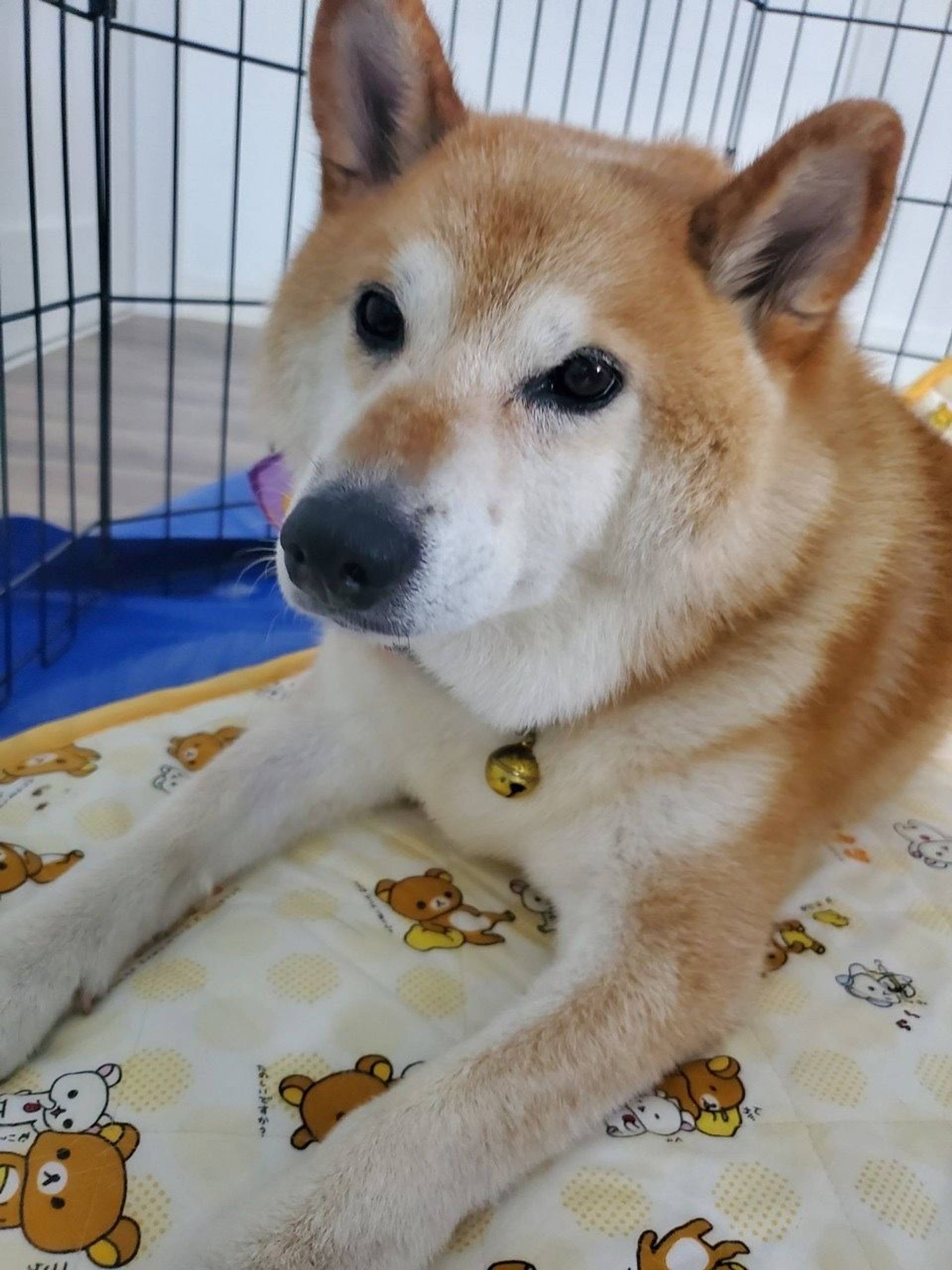 柴犬・オスの里親募集の写真