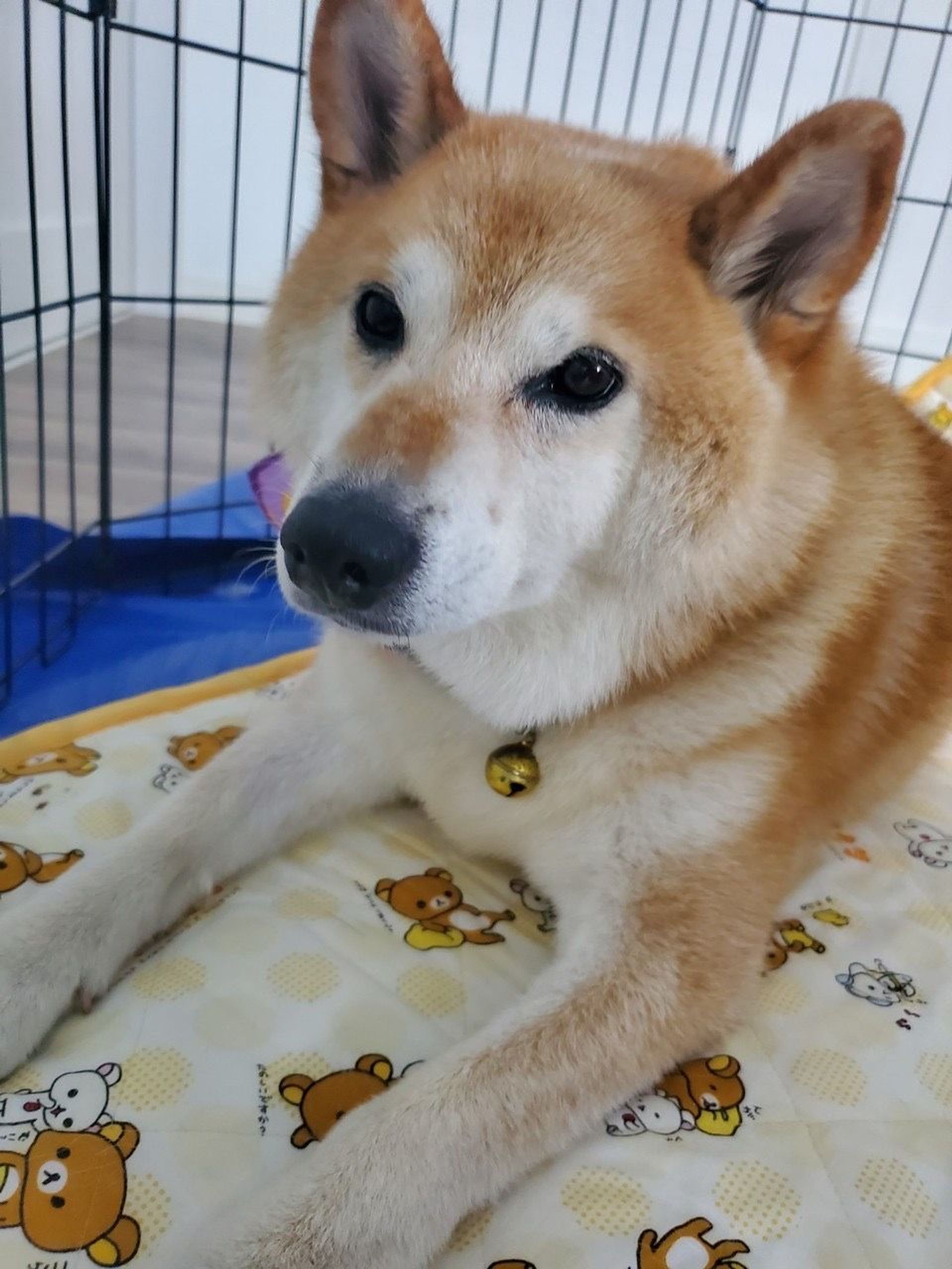 柴犬・オスの里親募集の写真