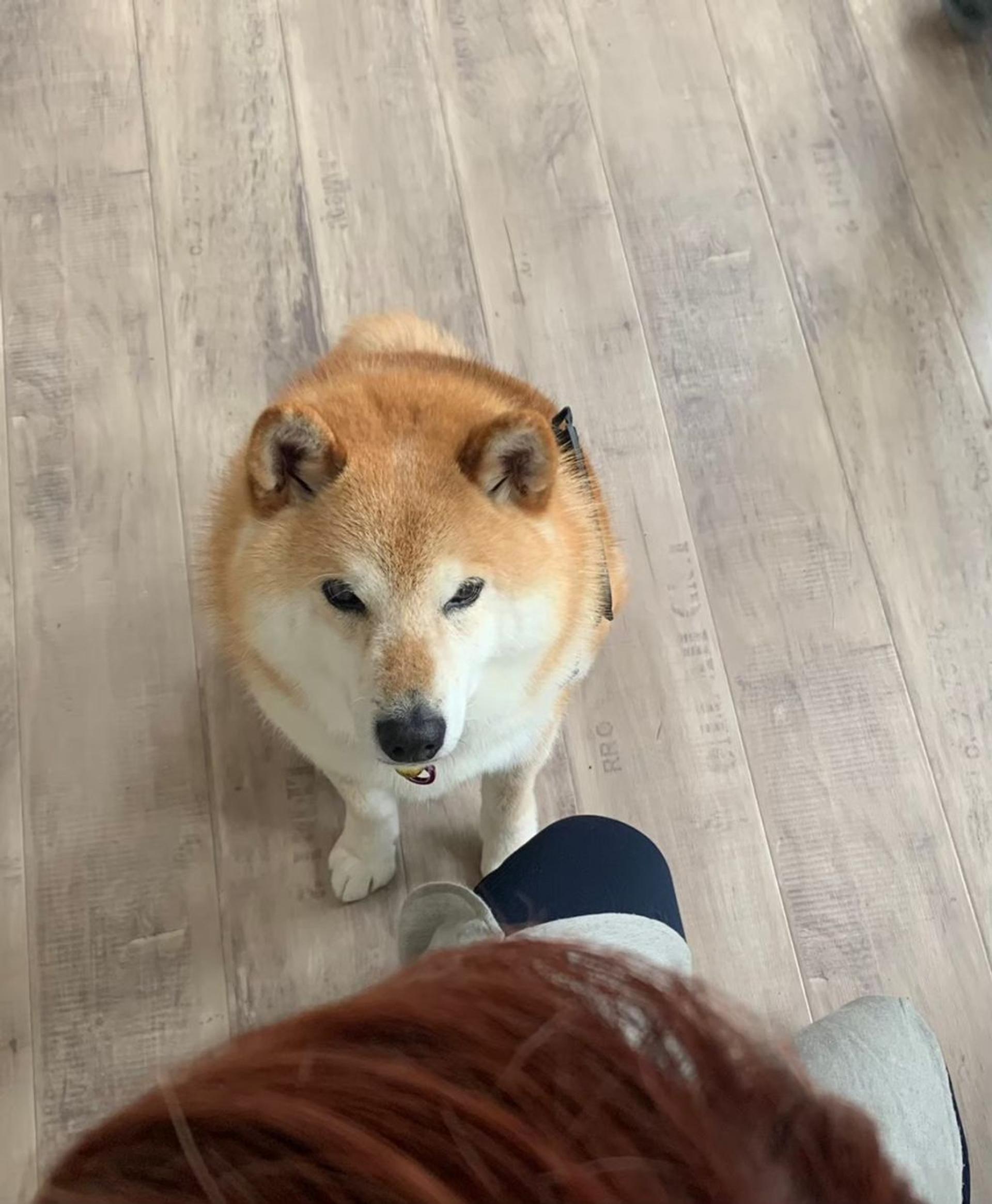 pet-image-4