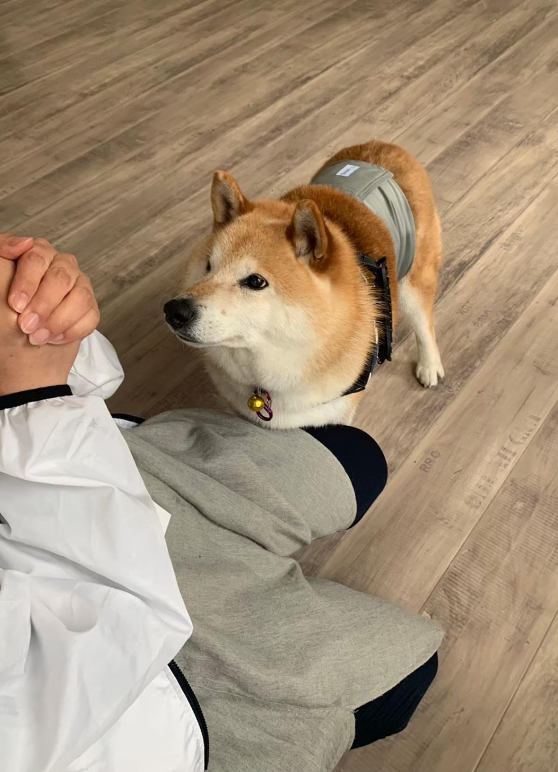 pet-image-6