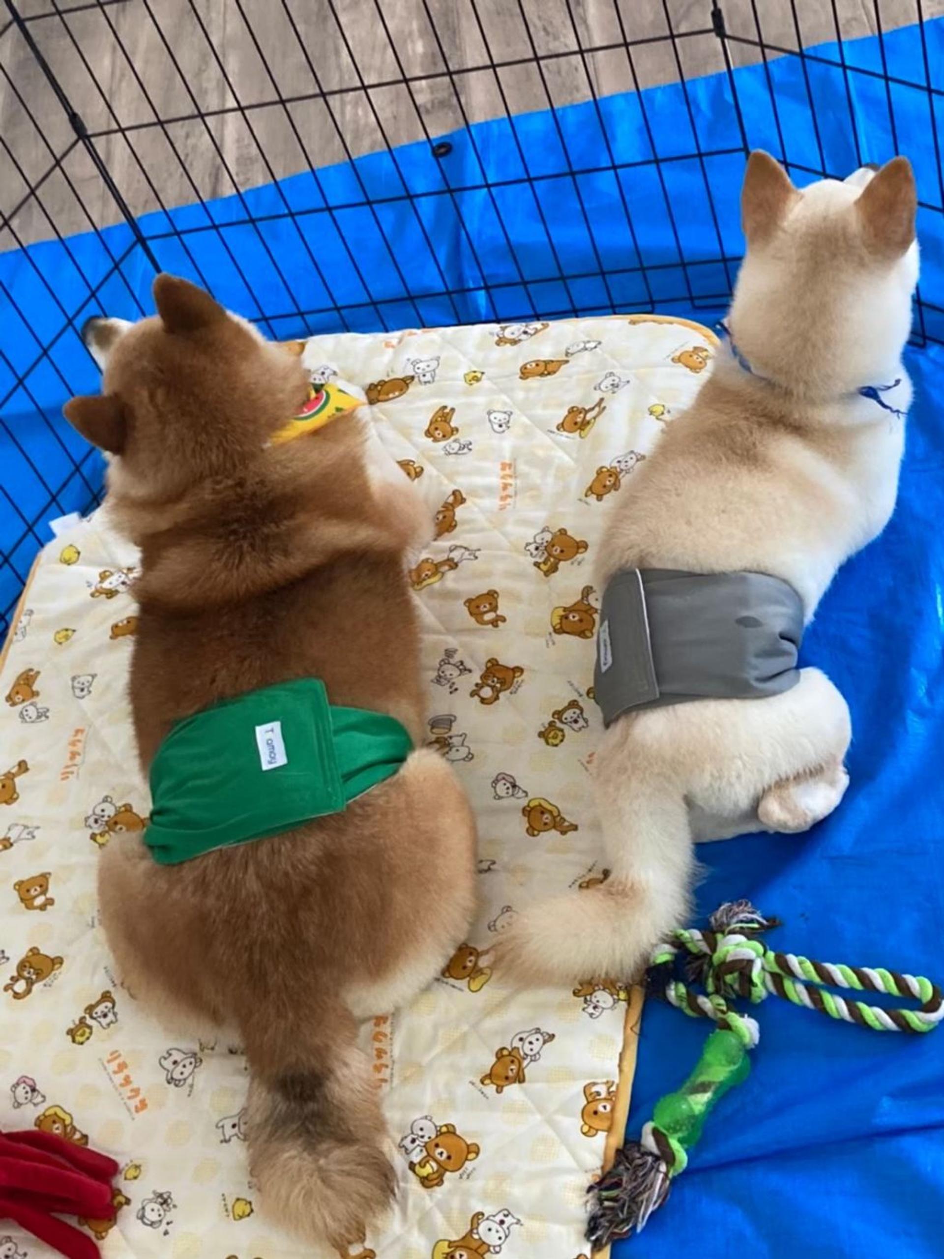 pet-image-7