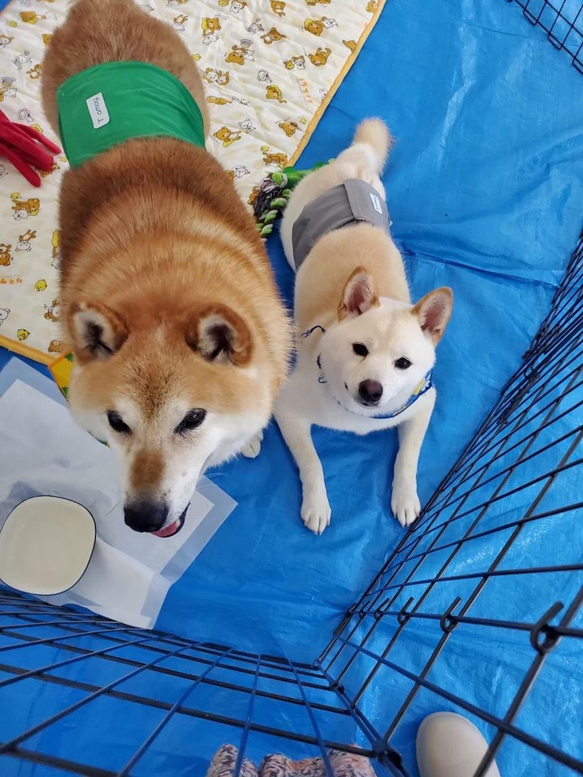 pet-image-8