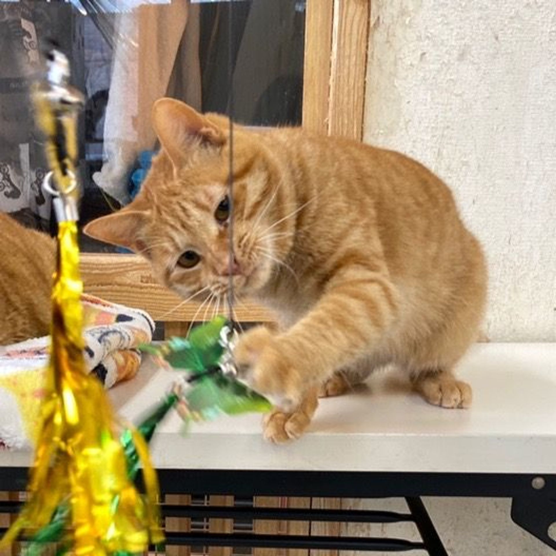 雑種（ミックス猫）・オスの里親募集の写真