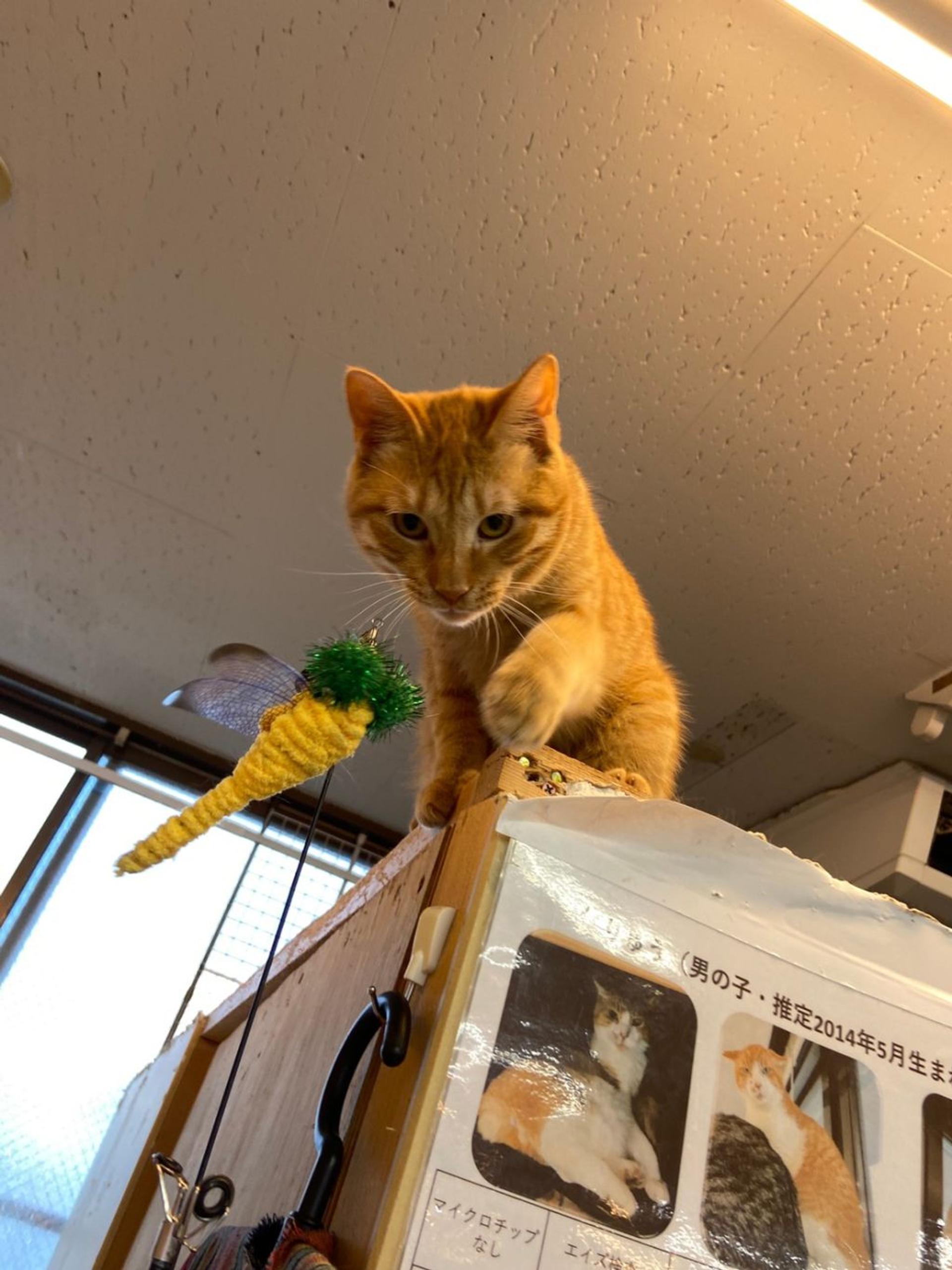 pet-image-3