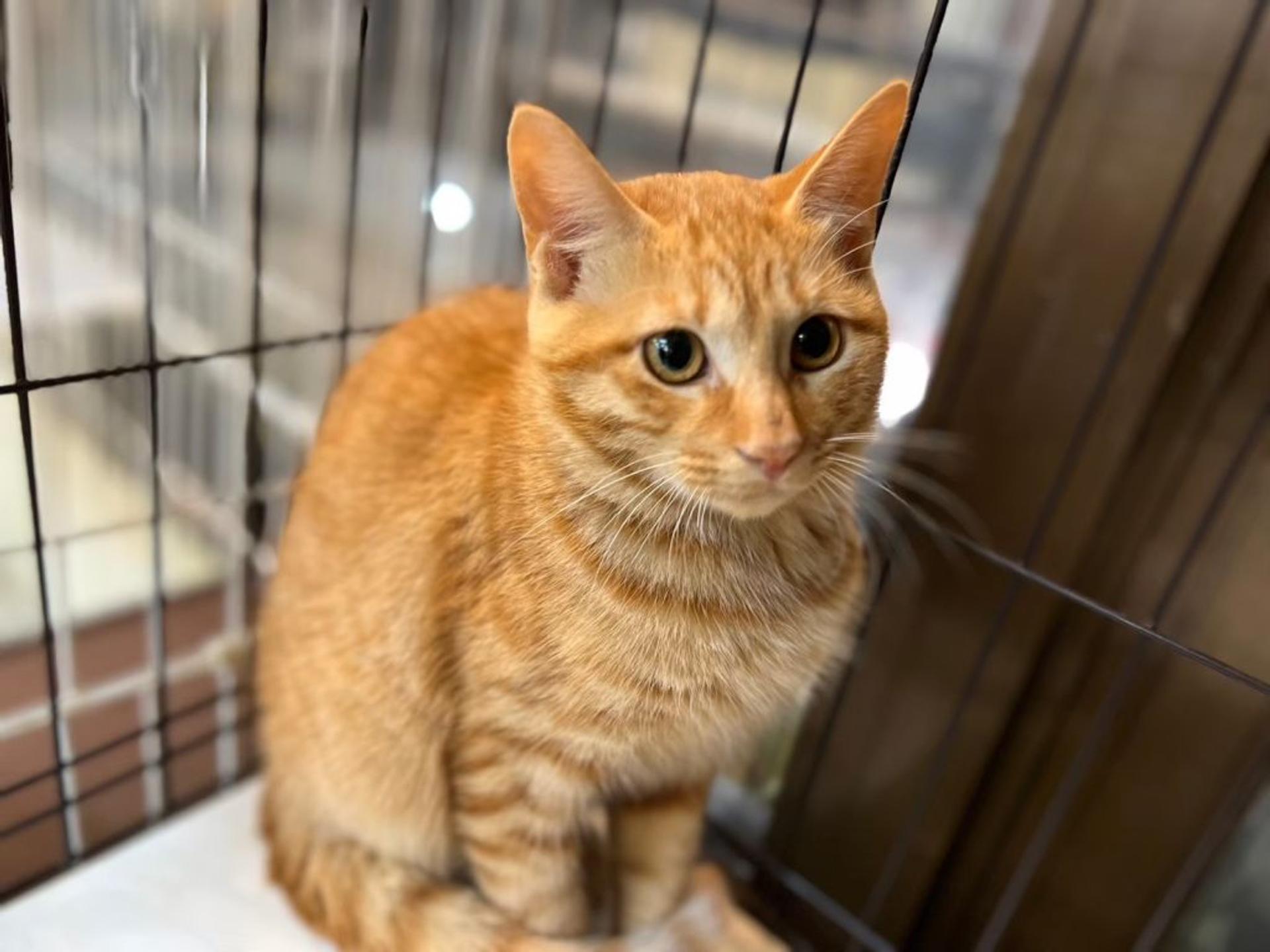 pet-image-9