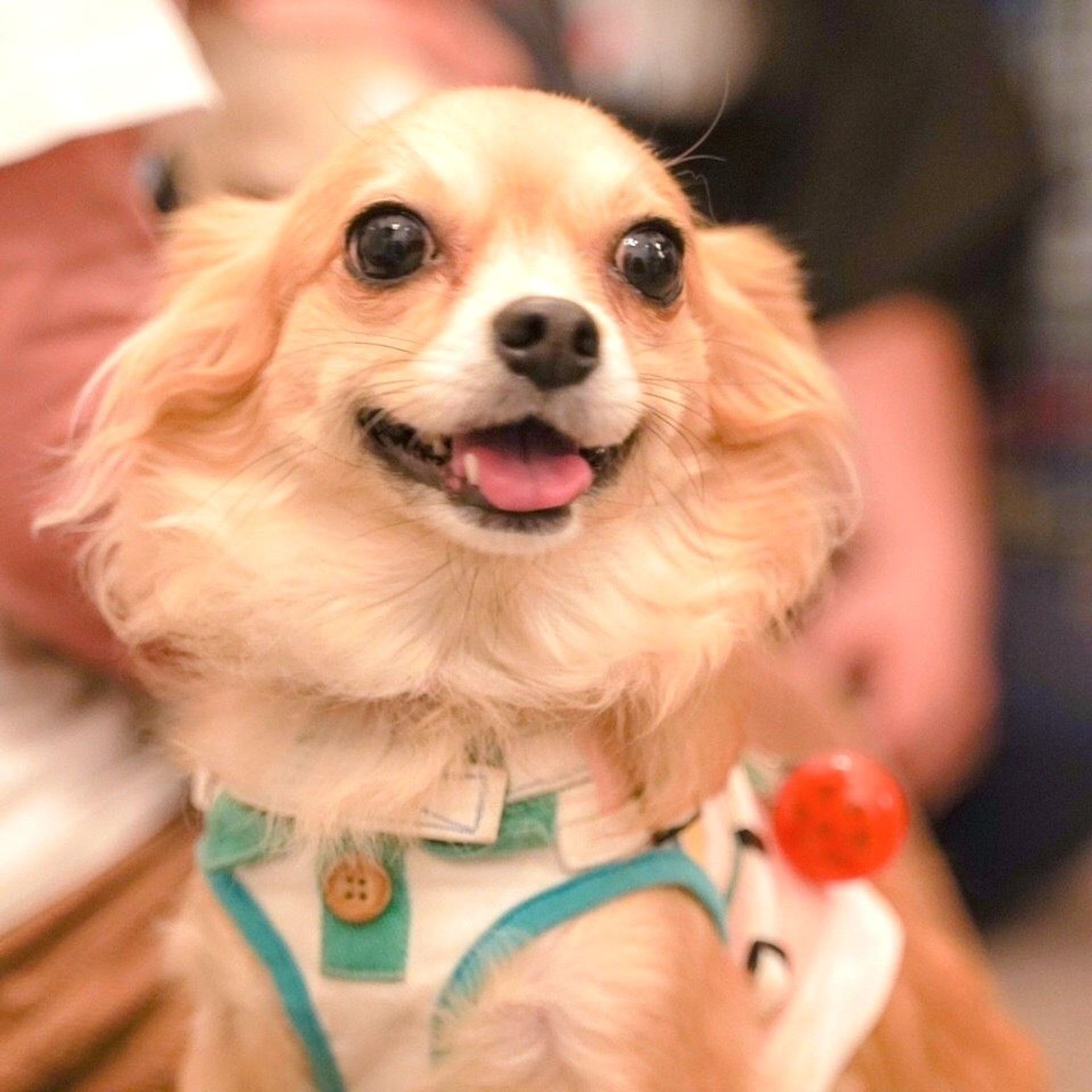 雑種（ミックス犬）・メスの里親募集の写真