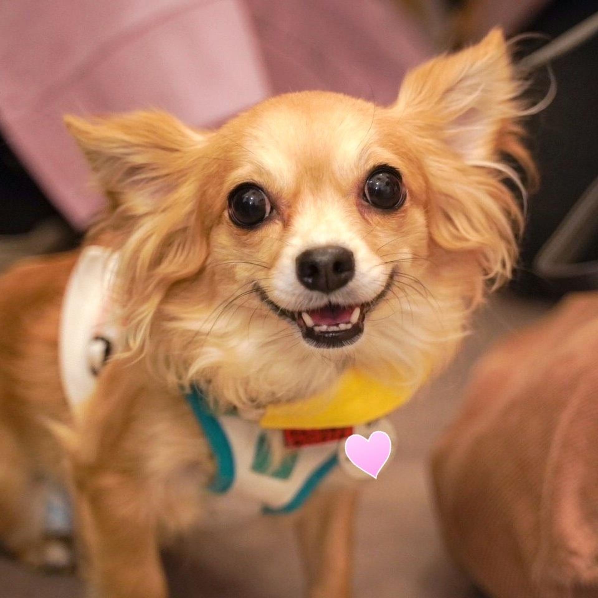 pet-image-2