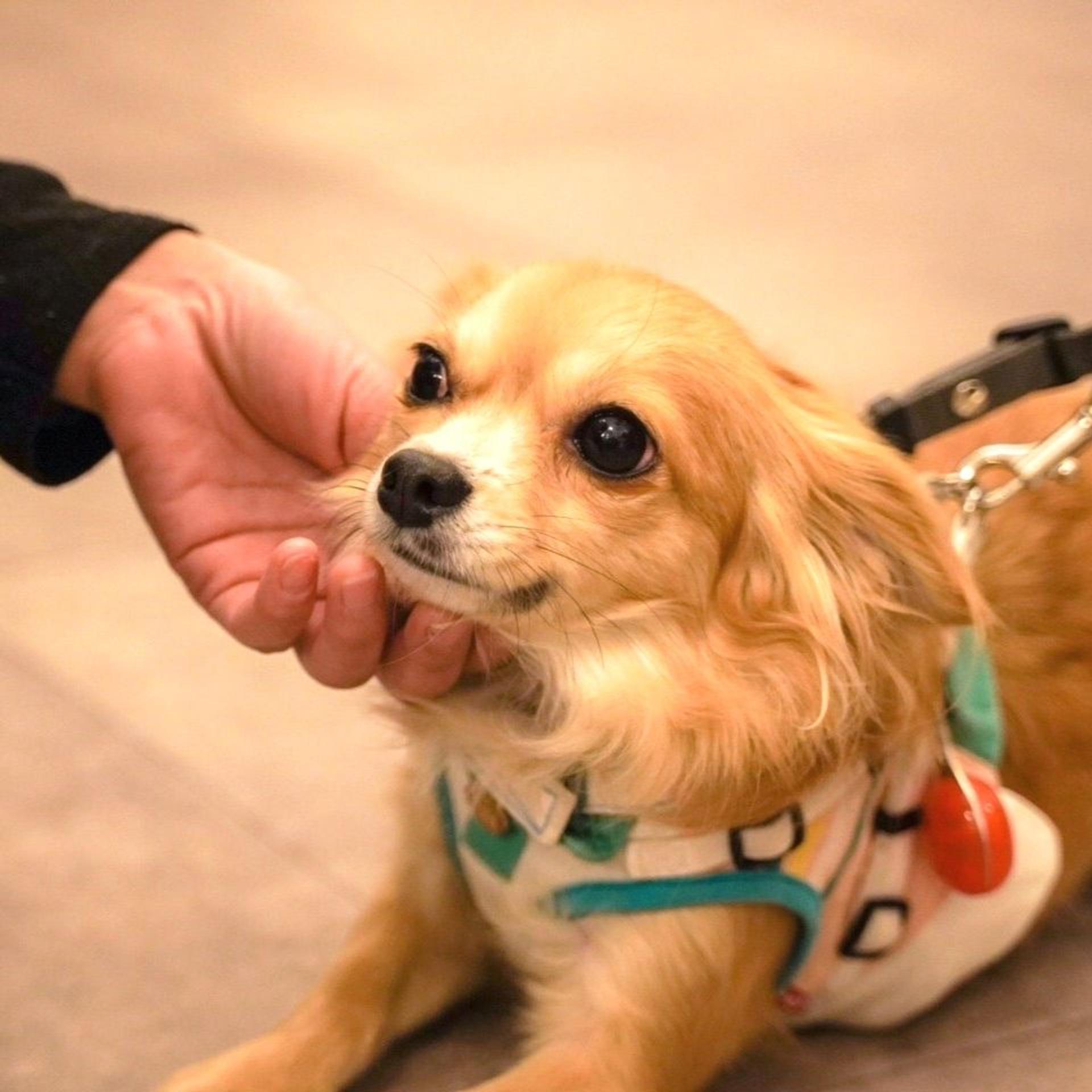 pet-image-4