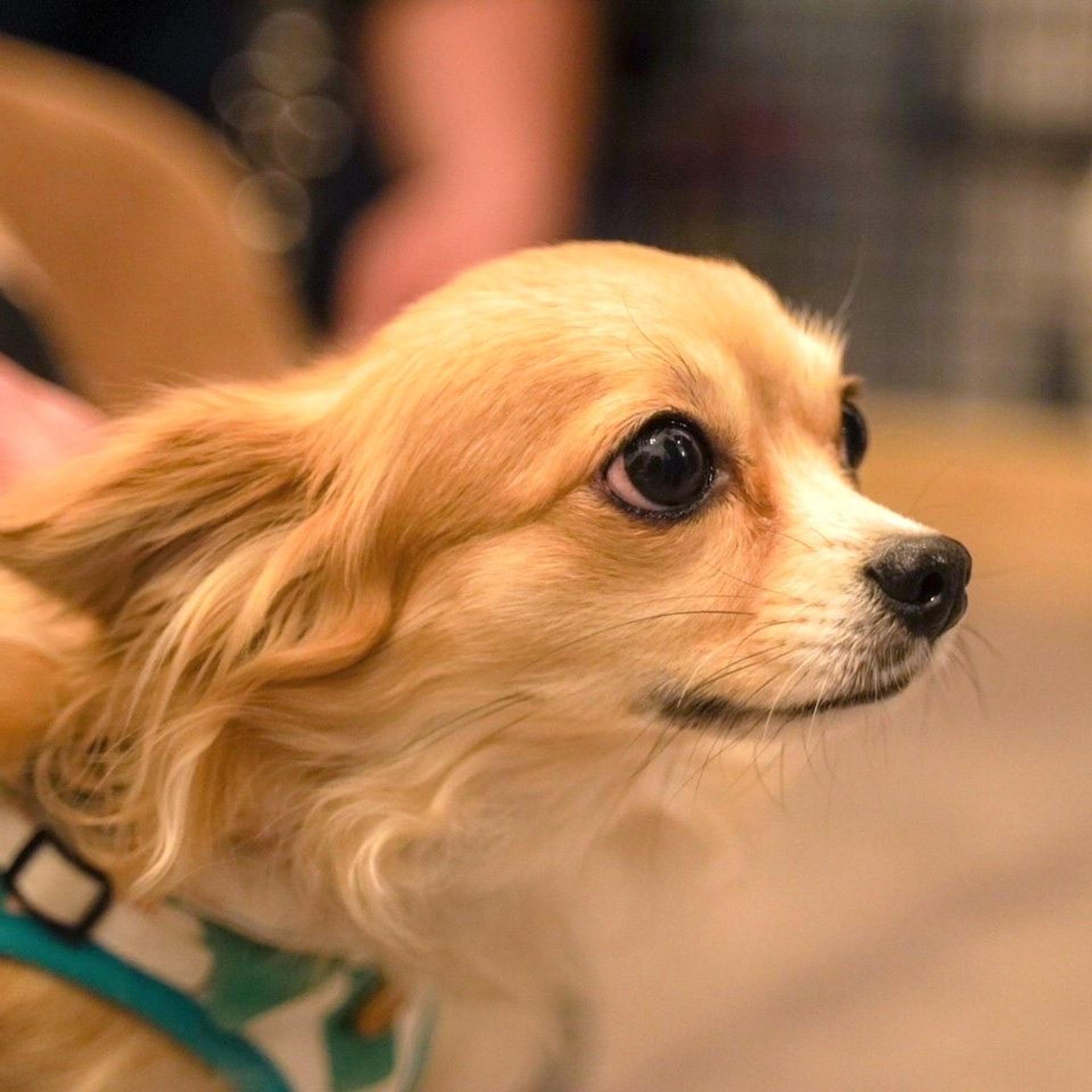 pet-image-5