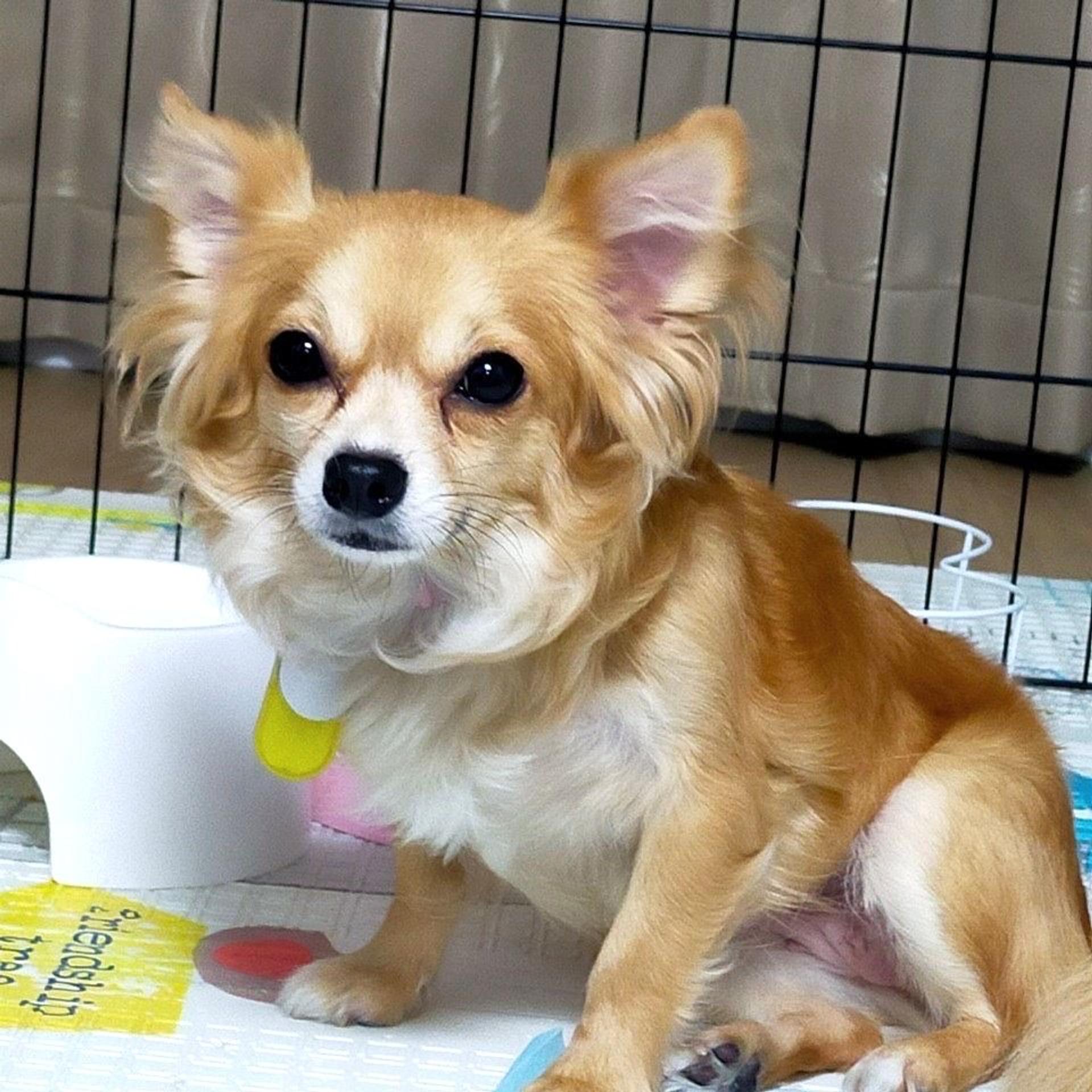 pet-image-6