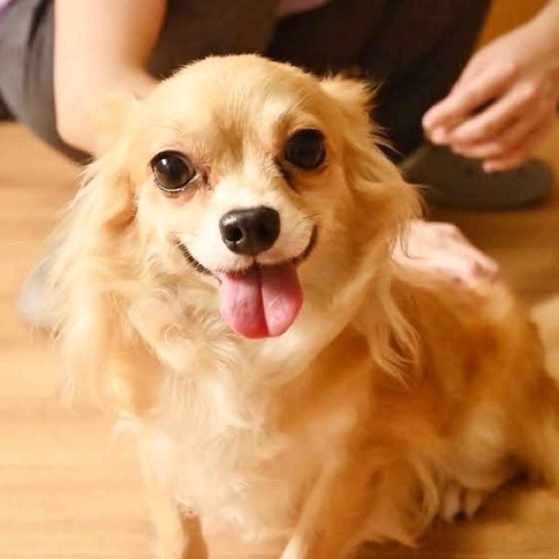 pet-image-7