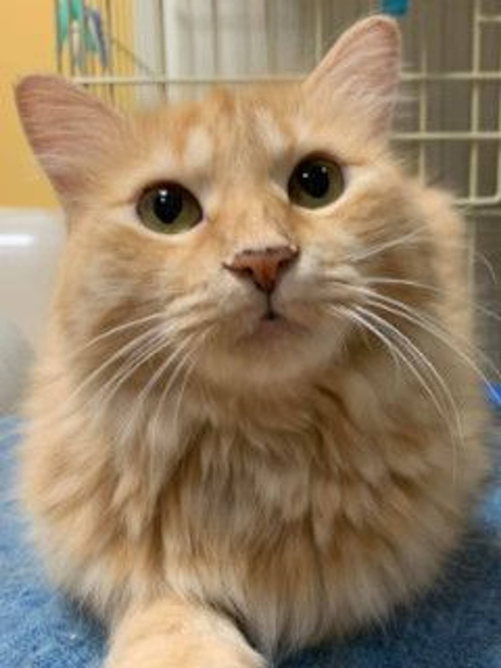 雑種（ミックス猫）・メスの里親募集の写真