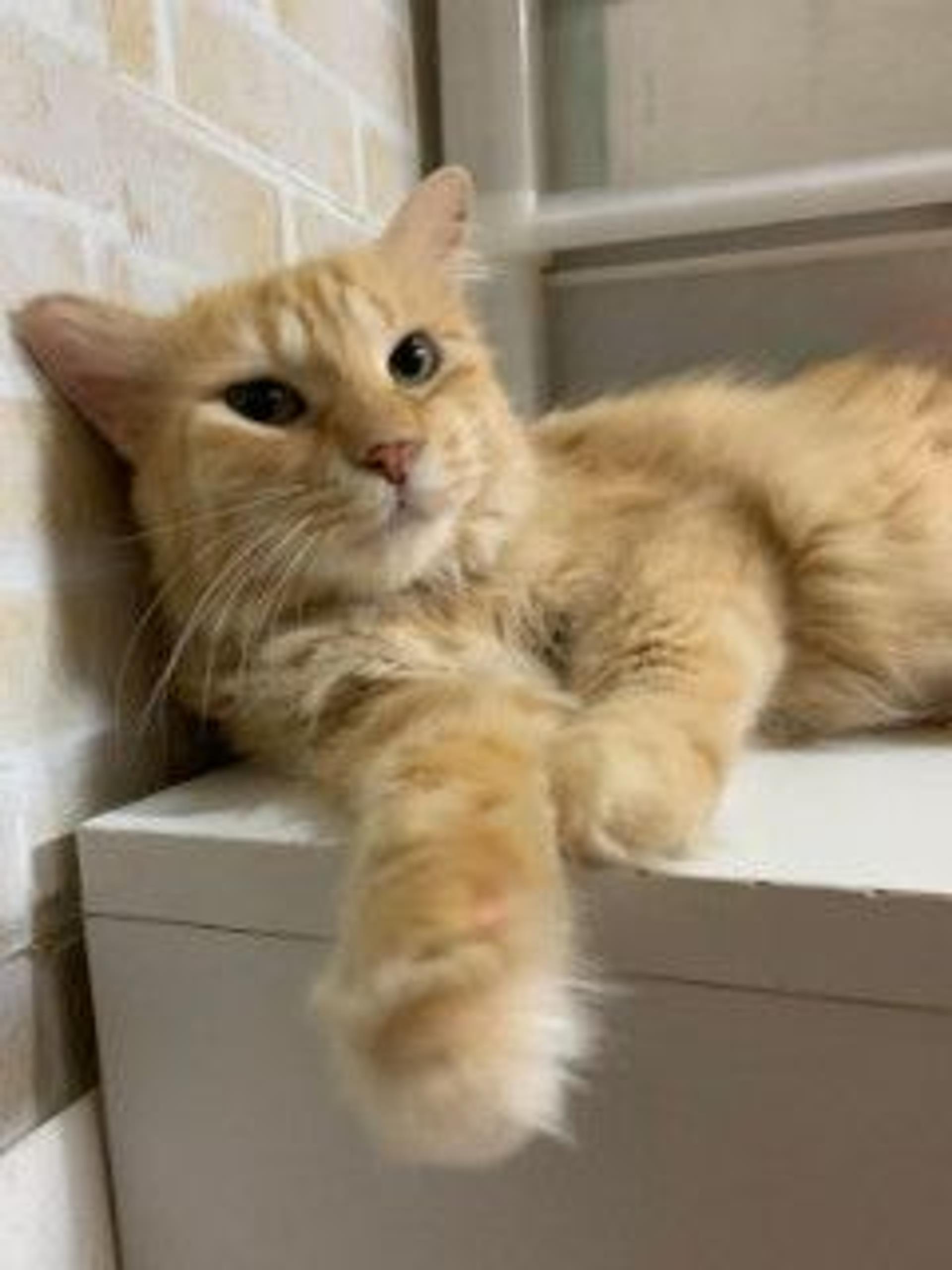 pet-image-4