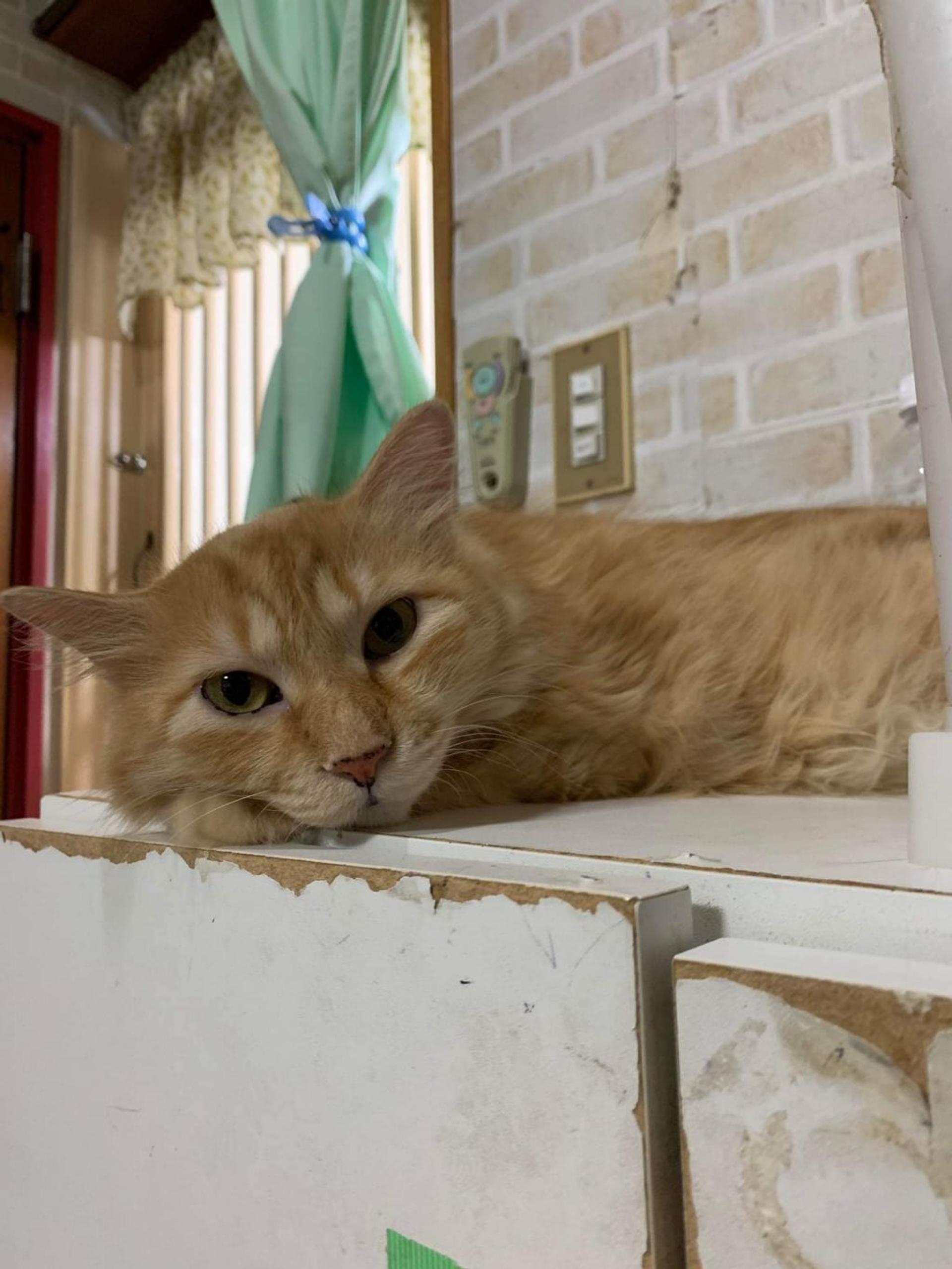pet-image-2