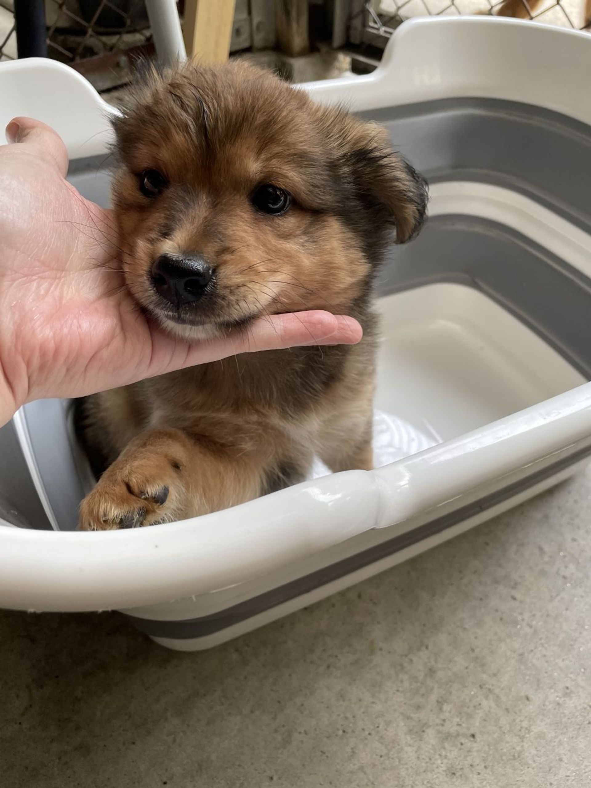 雑種（ミックス犬）・オスの里親募集の写真