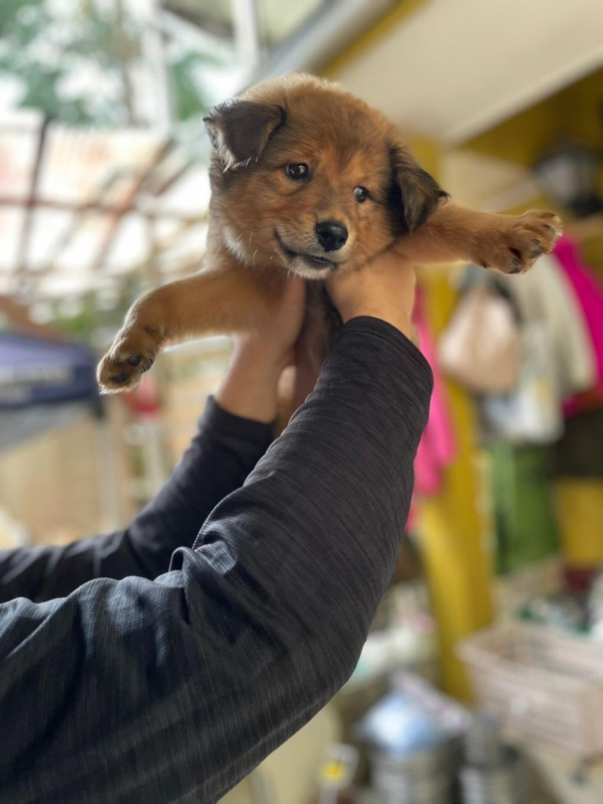 pet-image-2