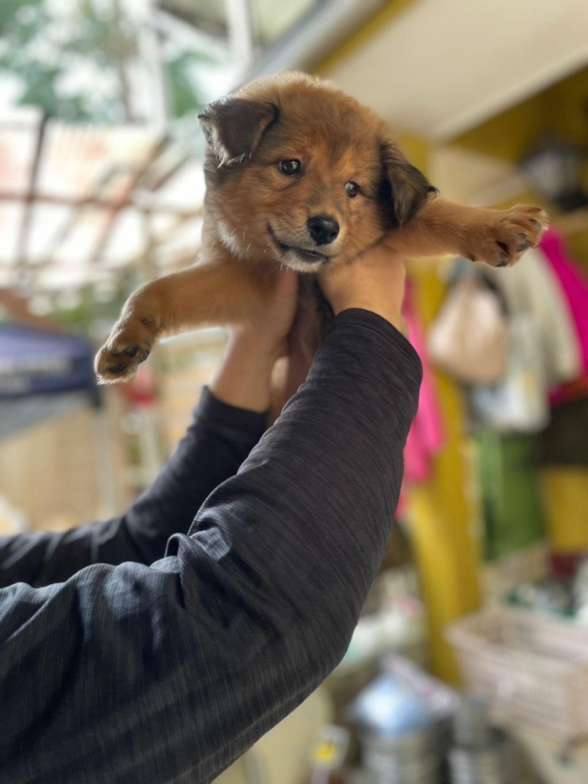 雑種（ミックス犬）・オスの里親募集の写真