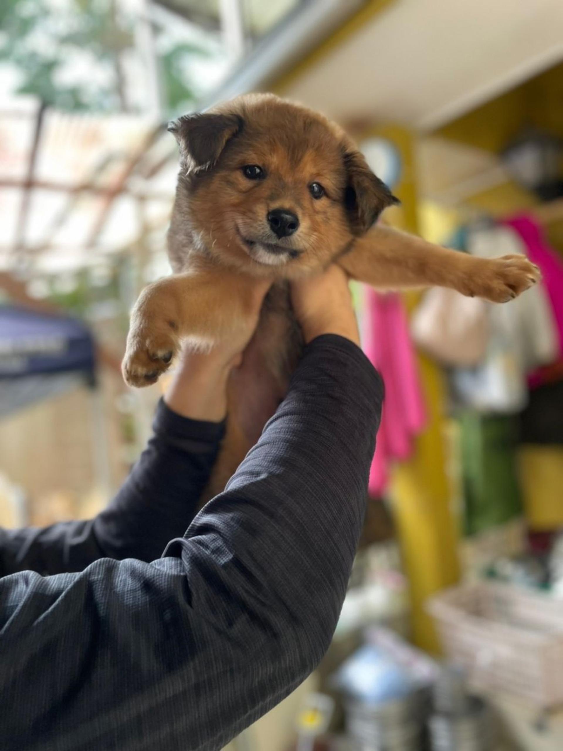 pet-image-5