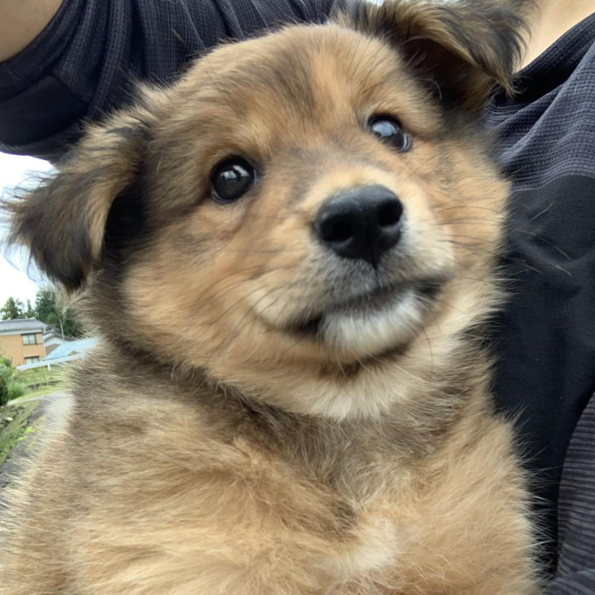 pet-image-3