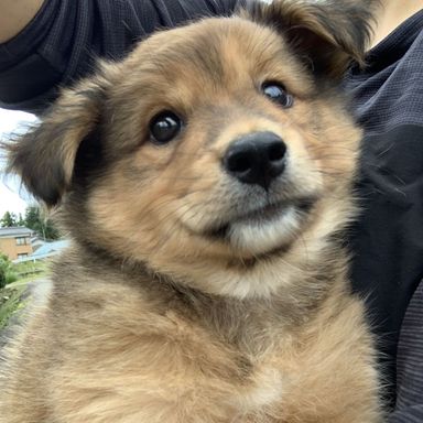 ふくすけ