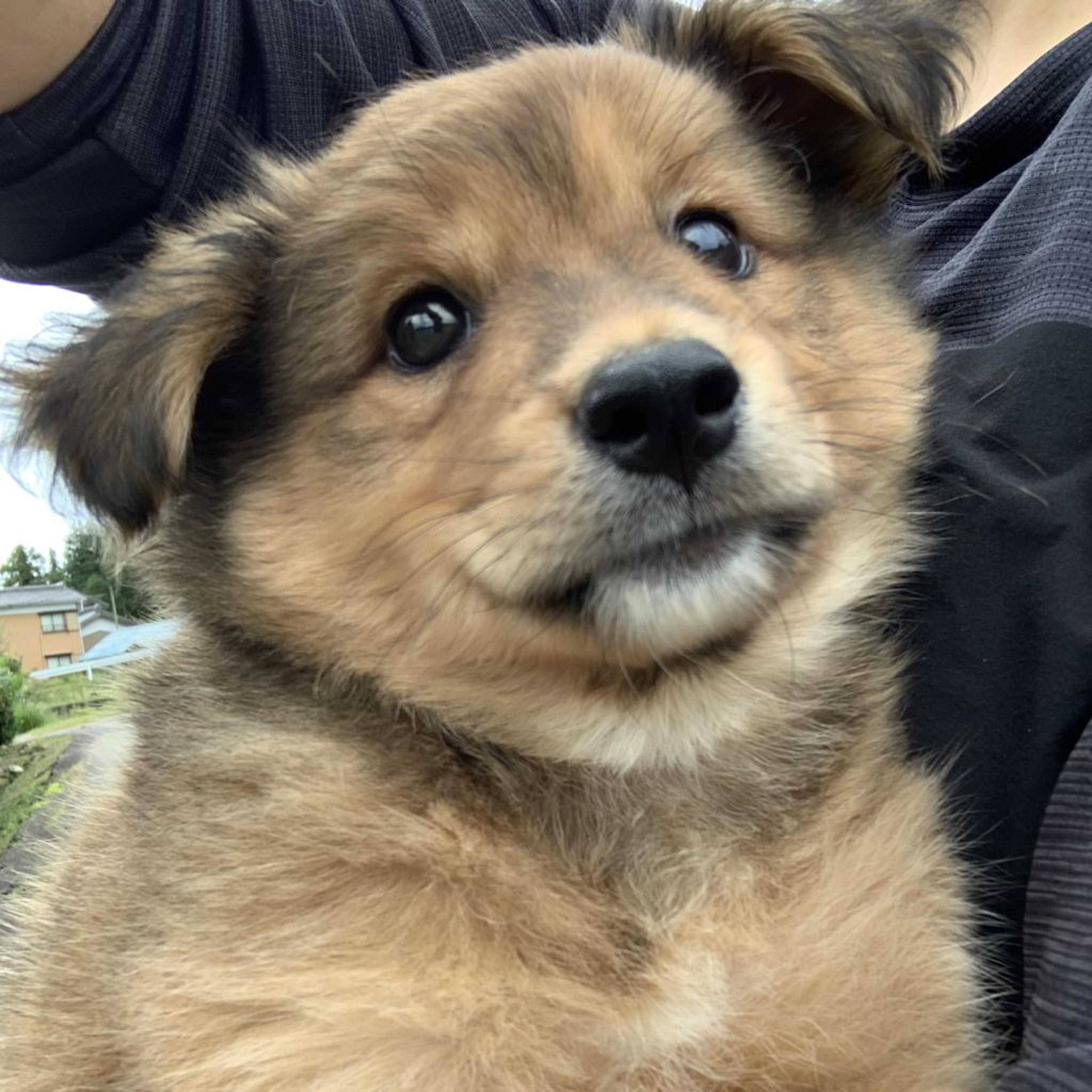 pet-image-3