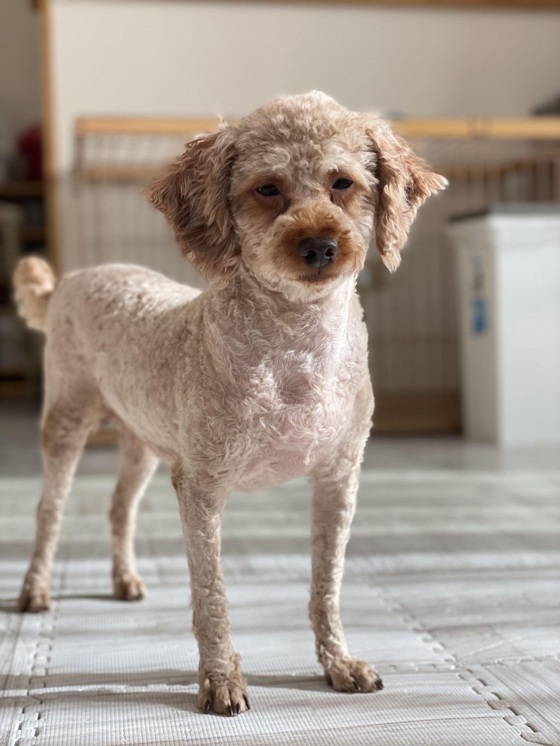 pet-image-4
