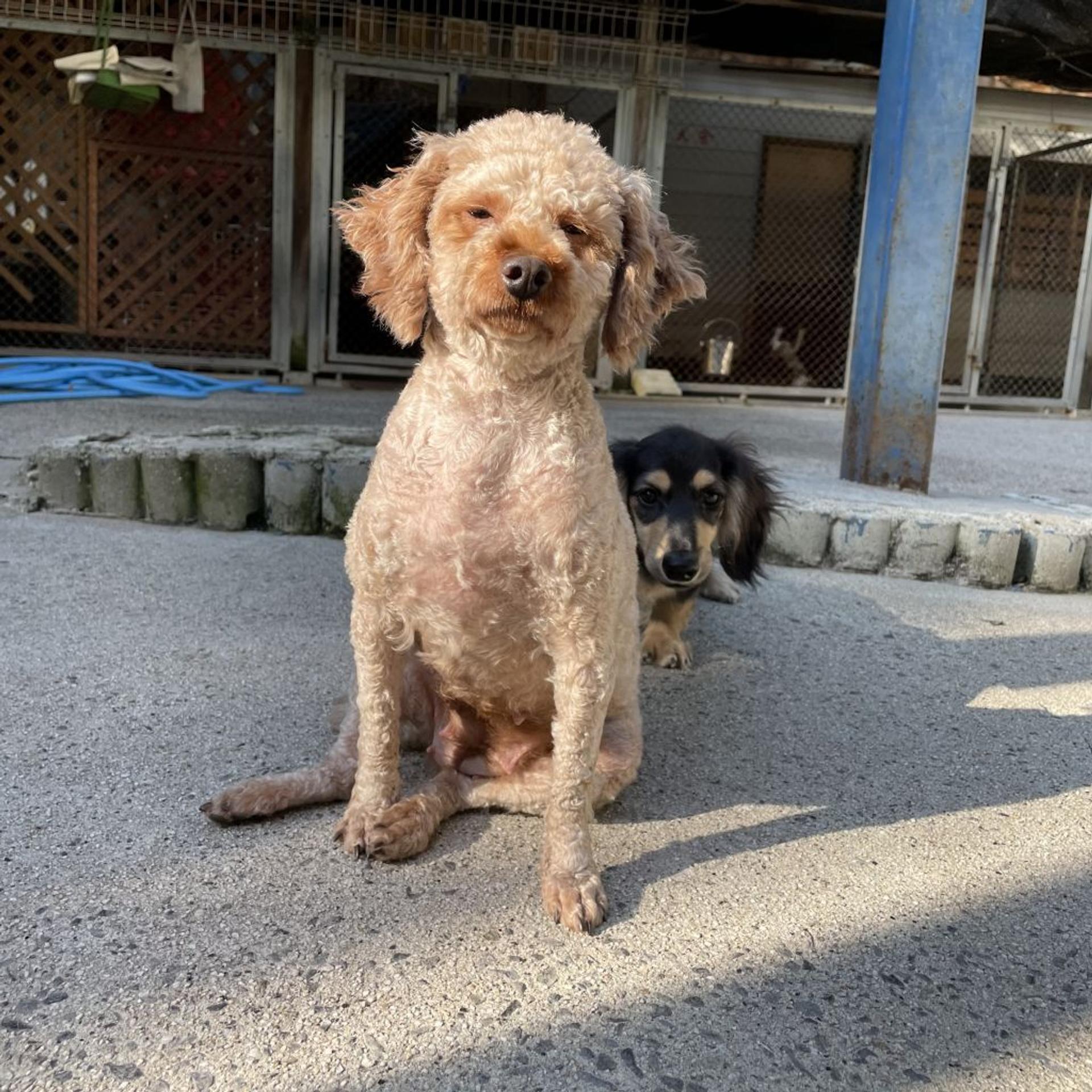 pet-image-5