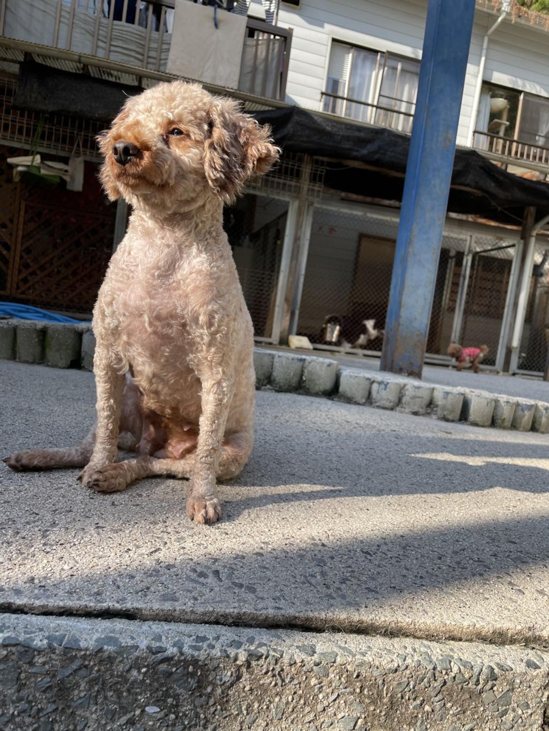 pet-image-6