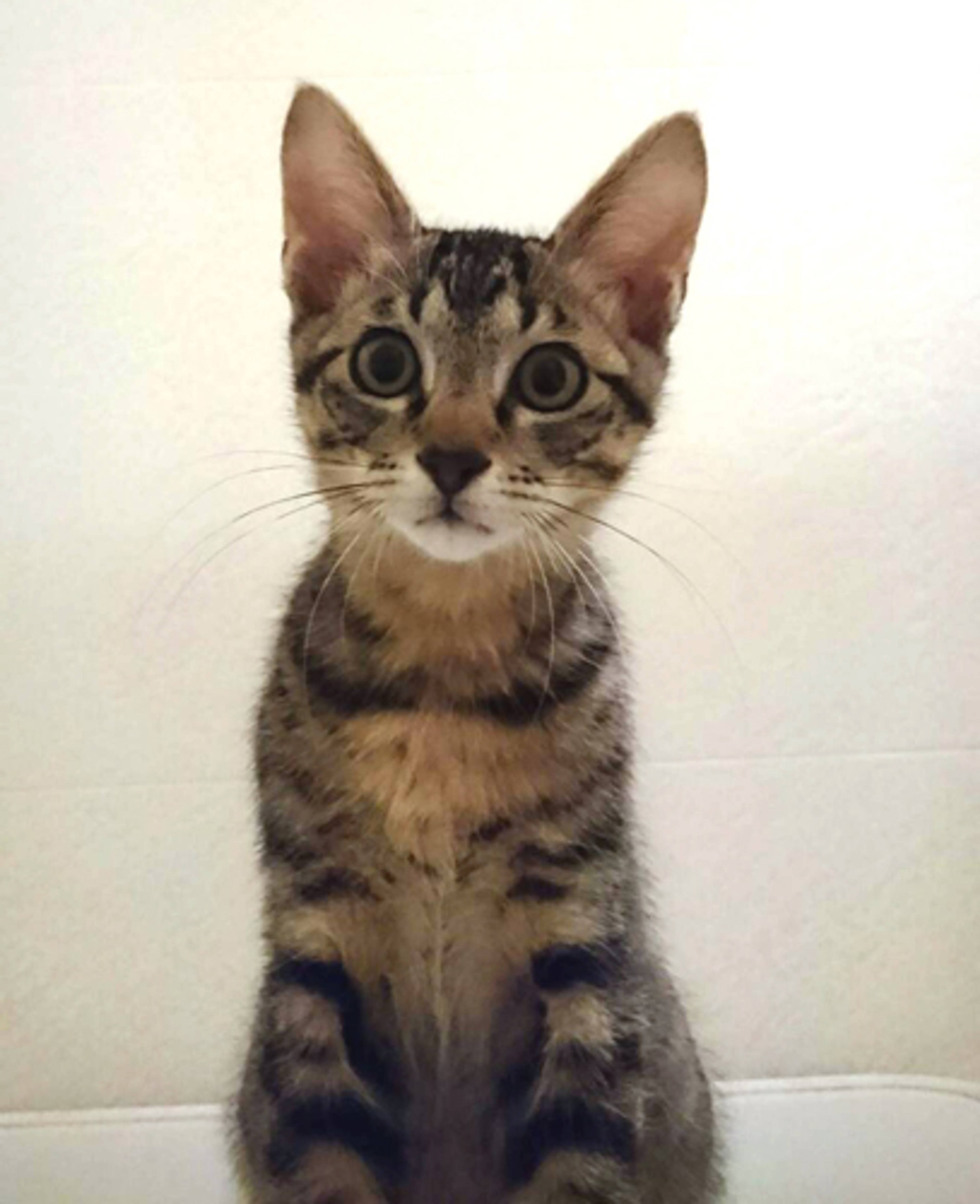 雑種（ミックス猫）・オスの里親募集の写真