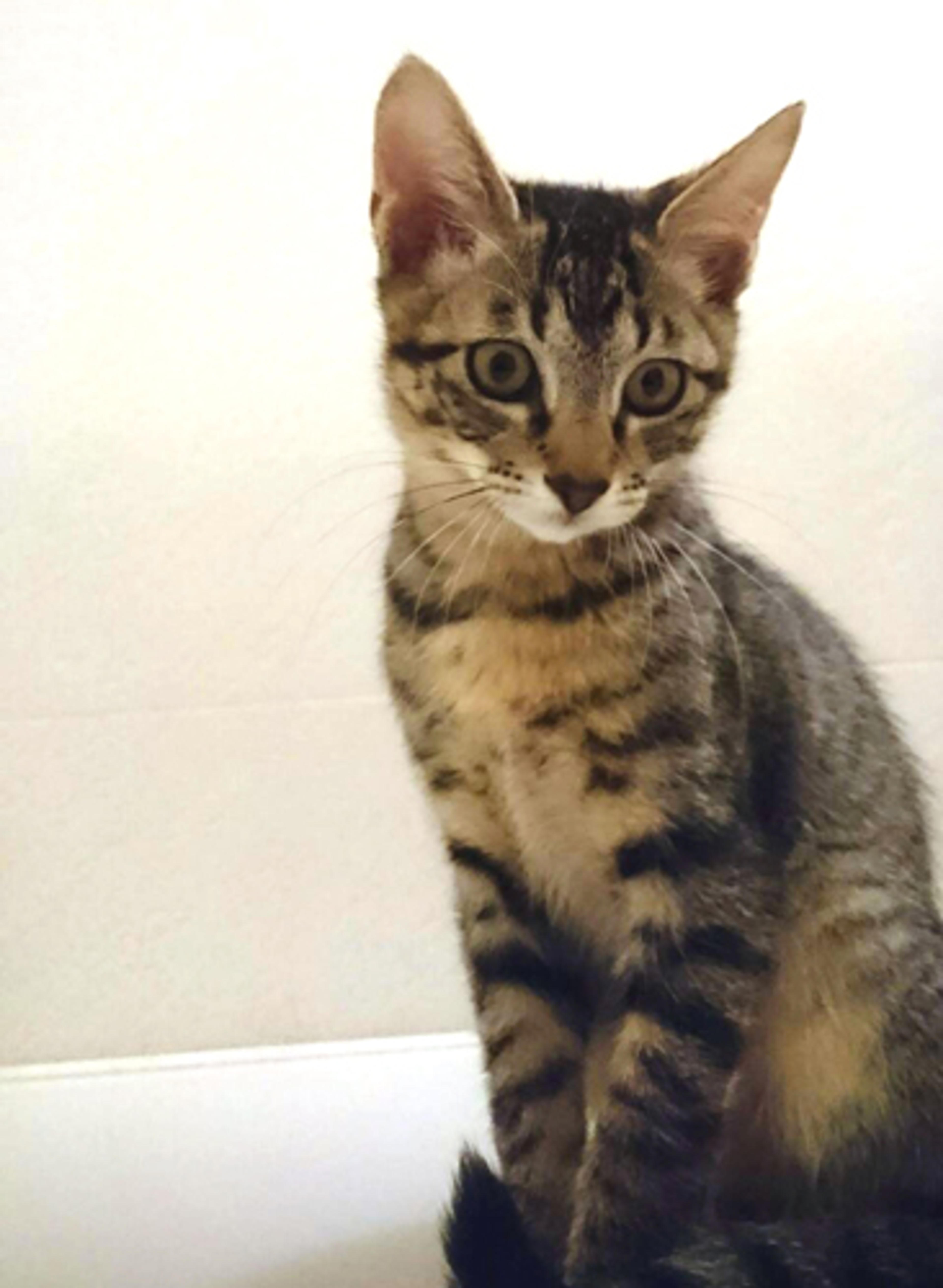 pet-image-2