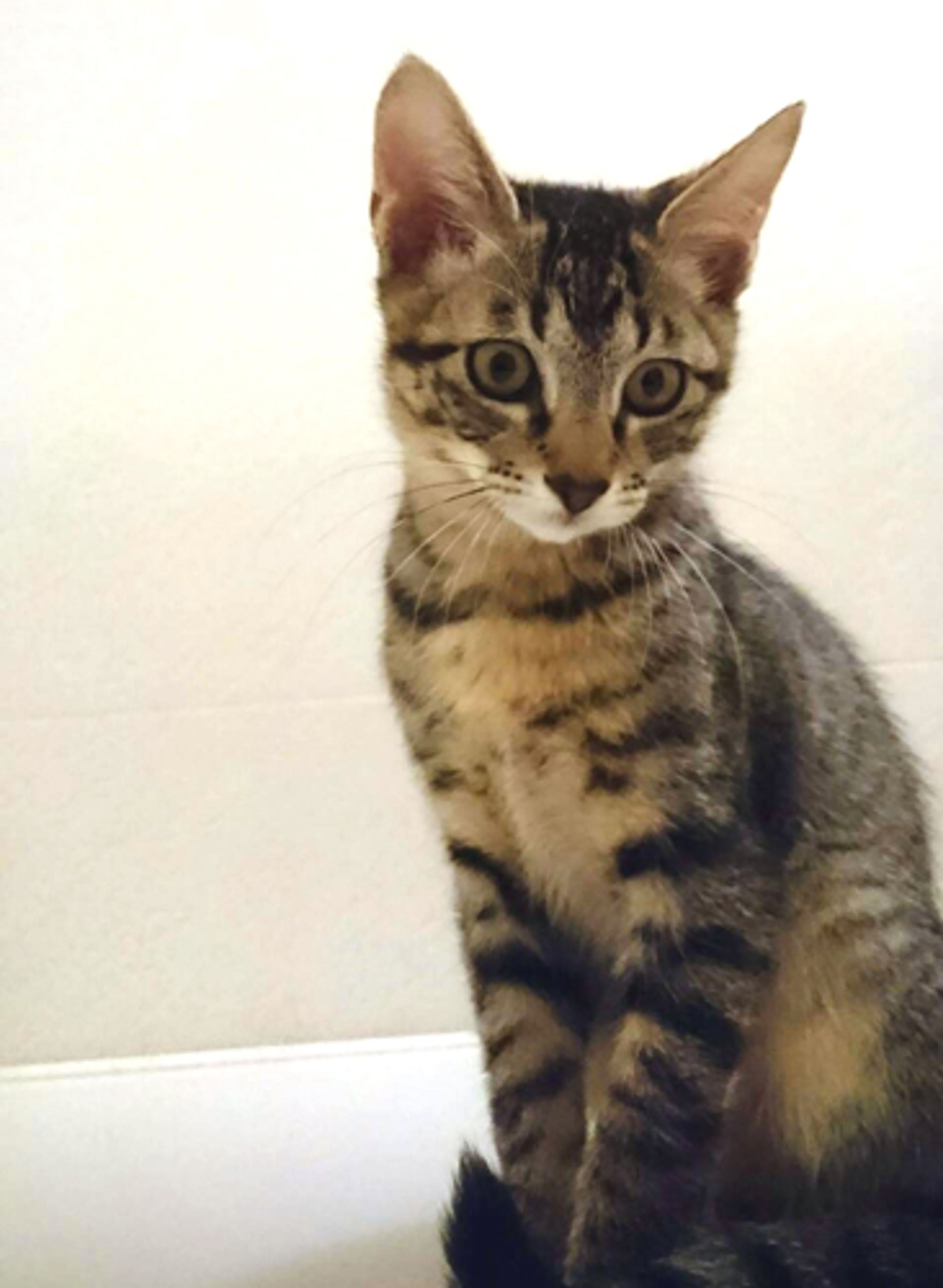 pet-image-2