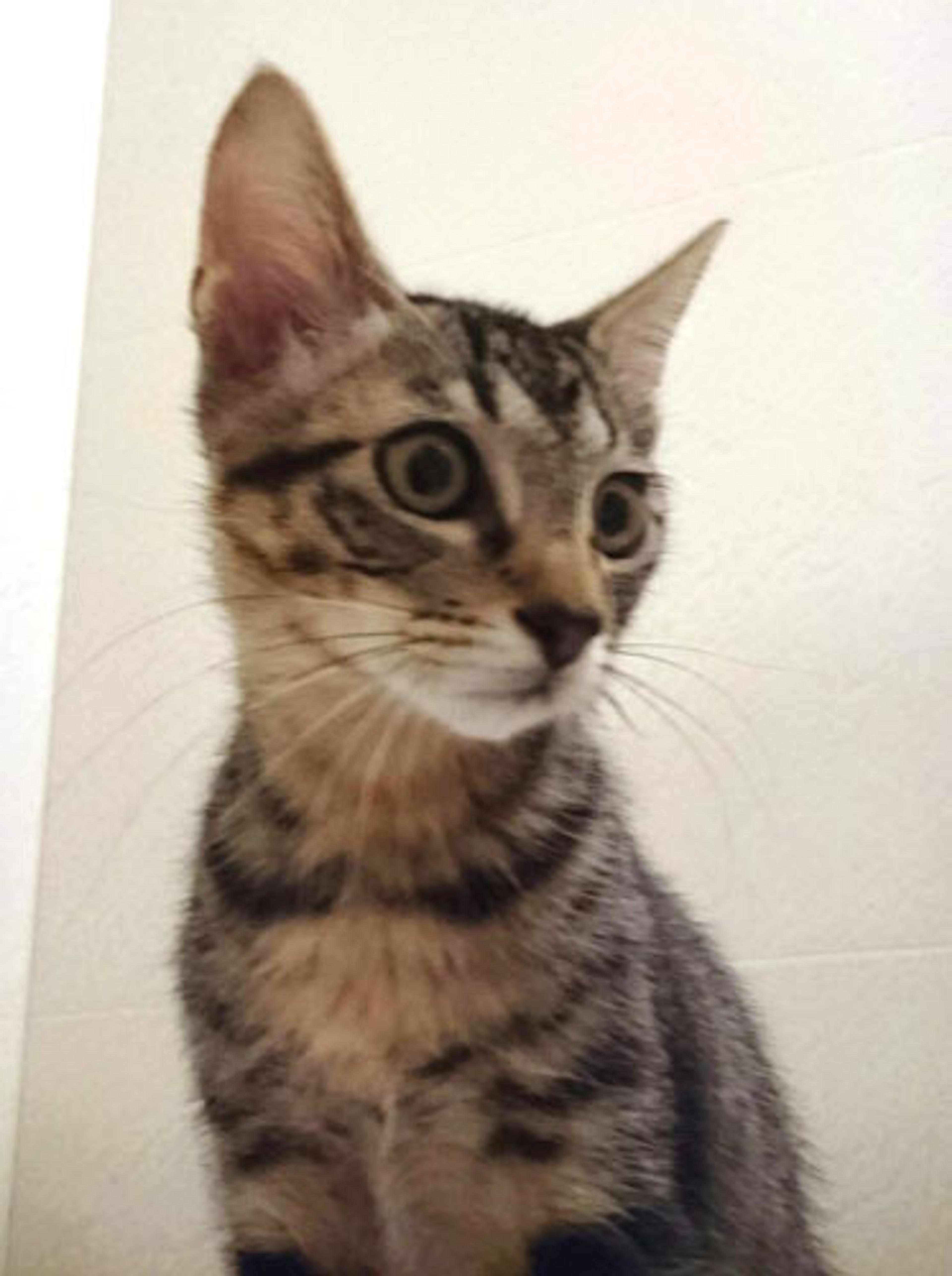 pet-image-3