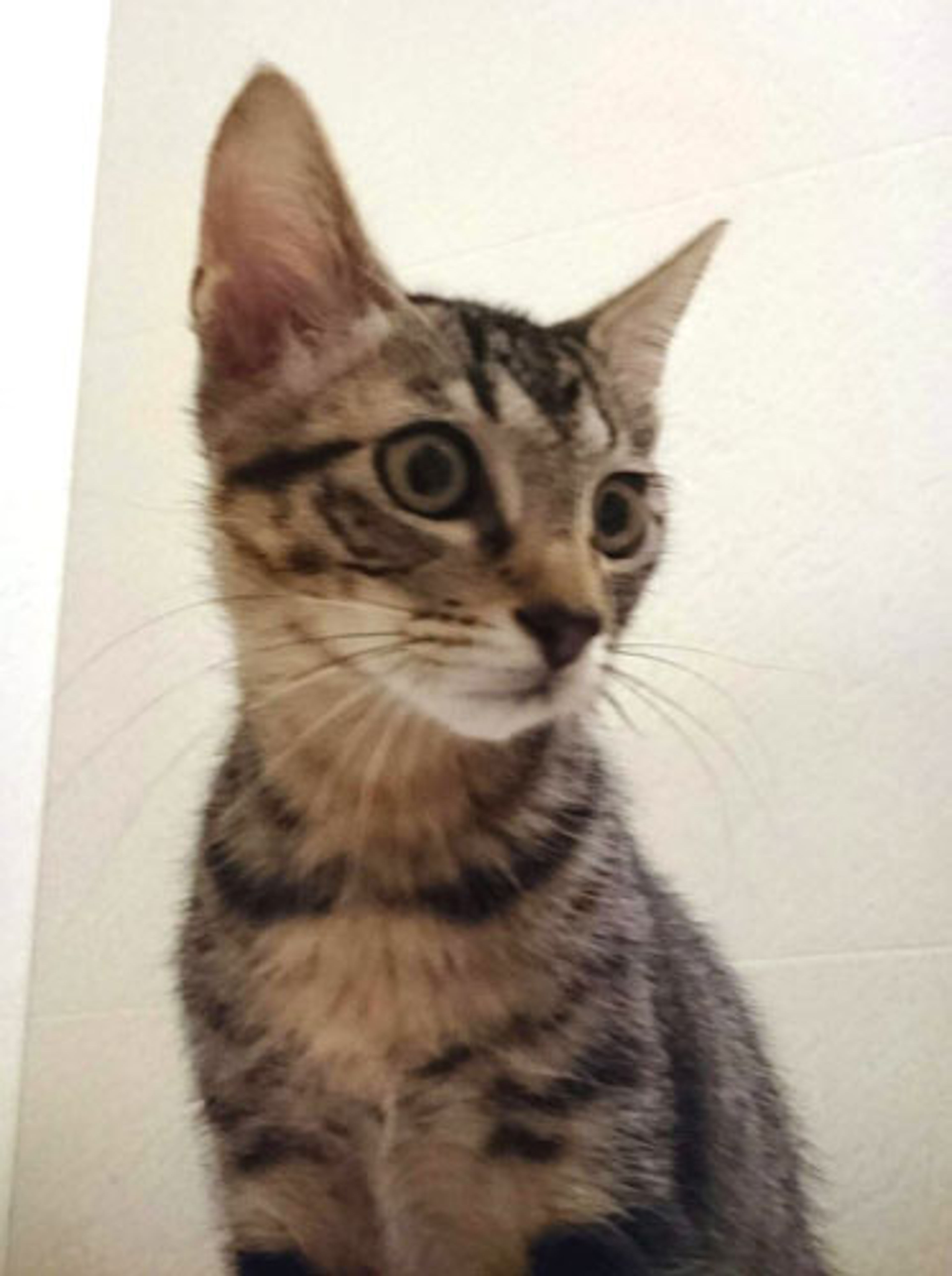 pet-image-3