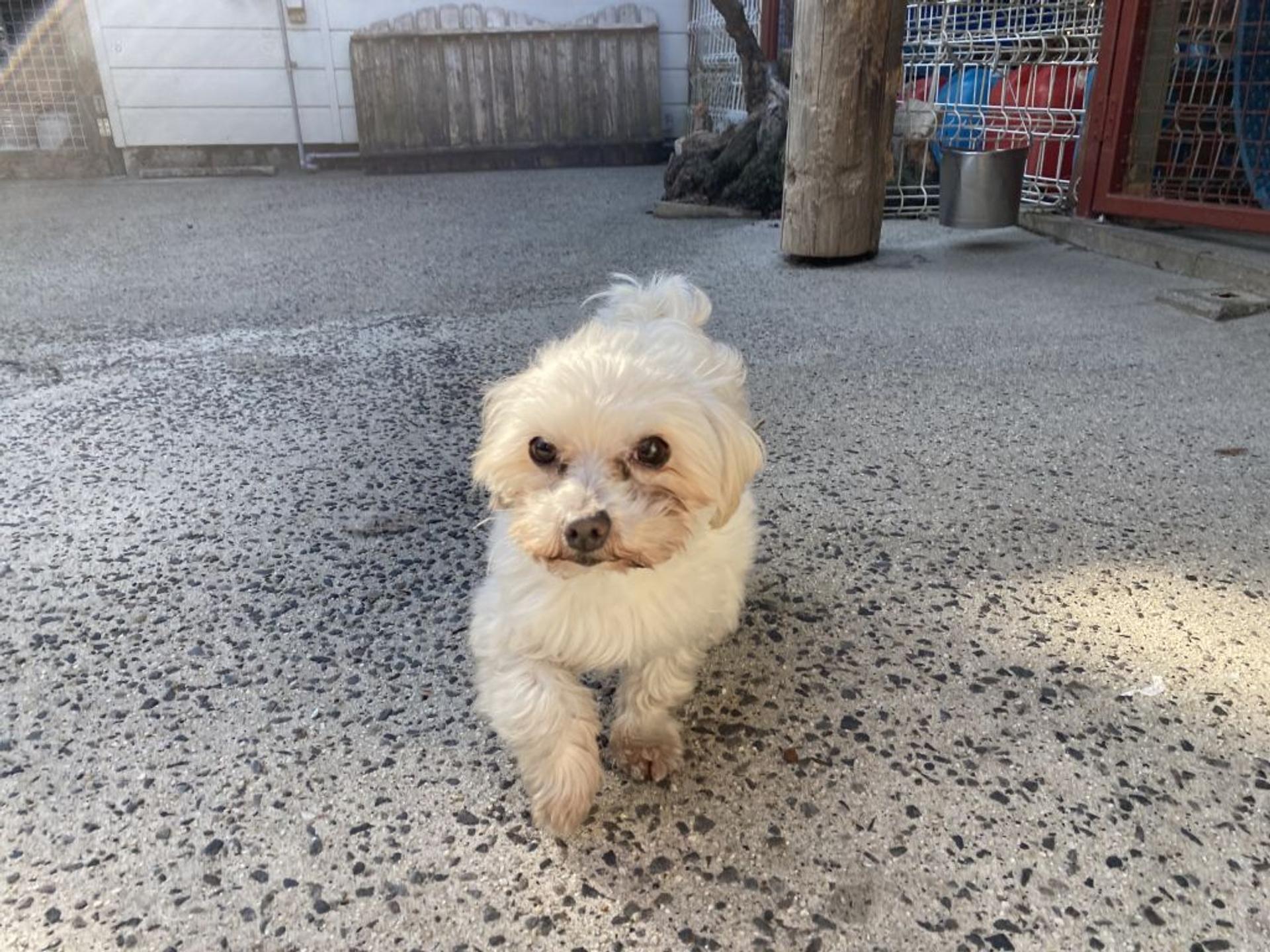 pet-image-2
