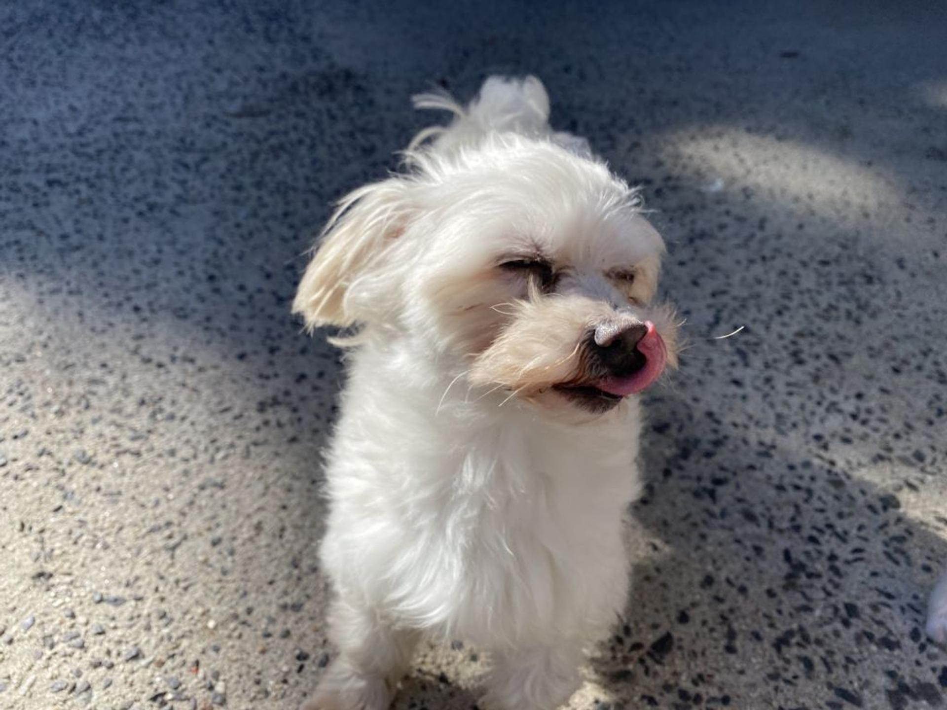 pet-image-3