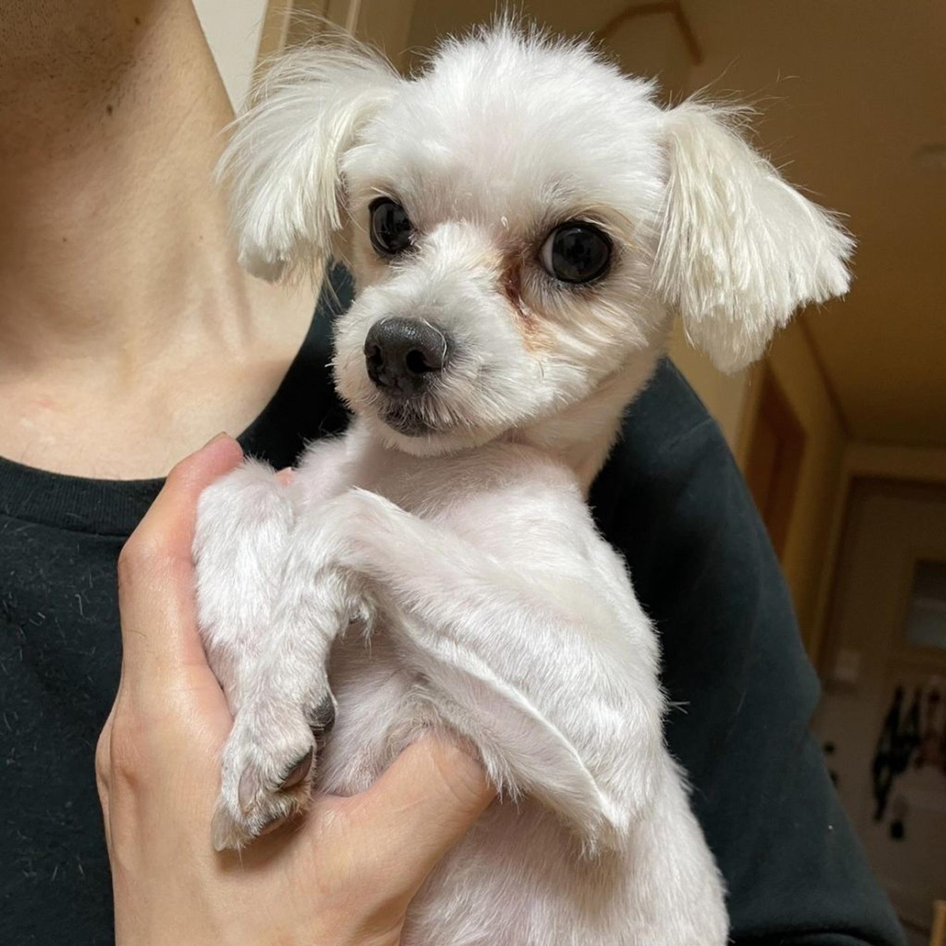 pet-image-5