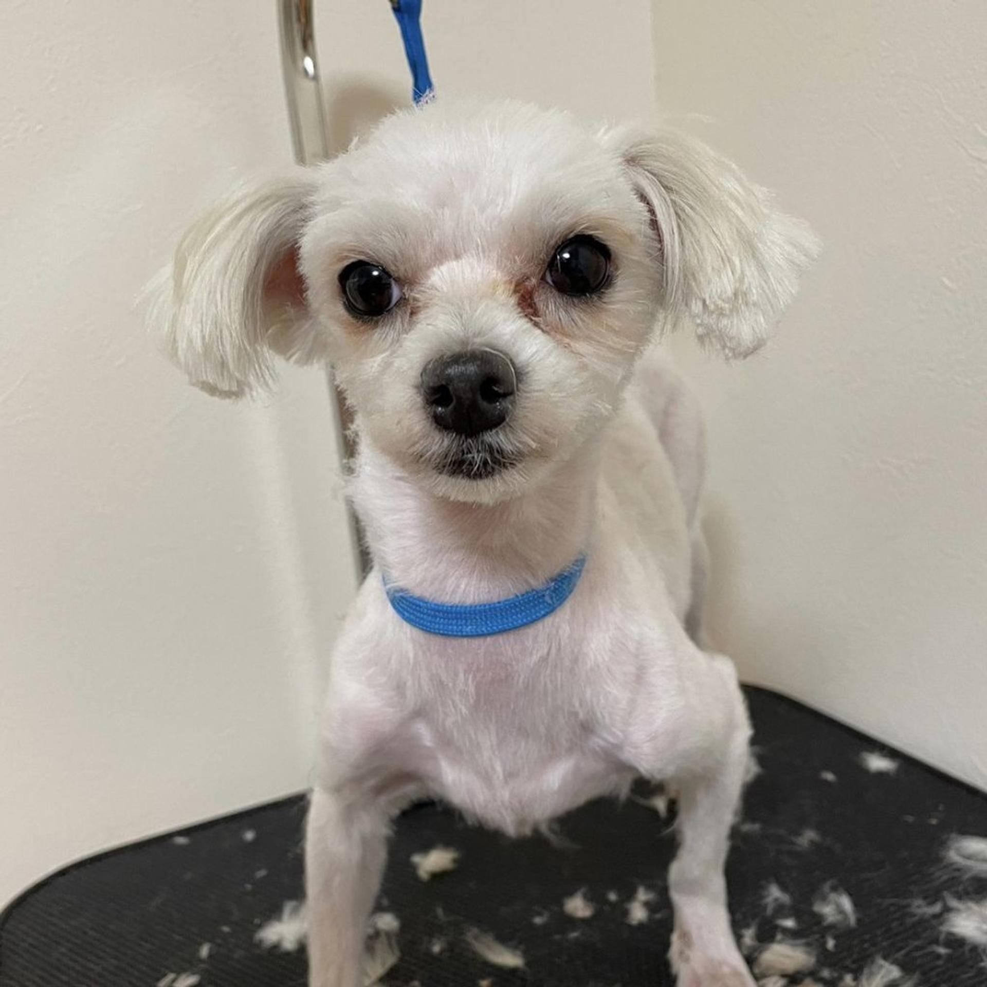 pet-image-6