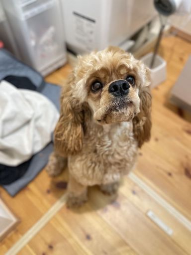 シェルビー