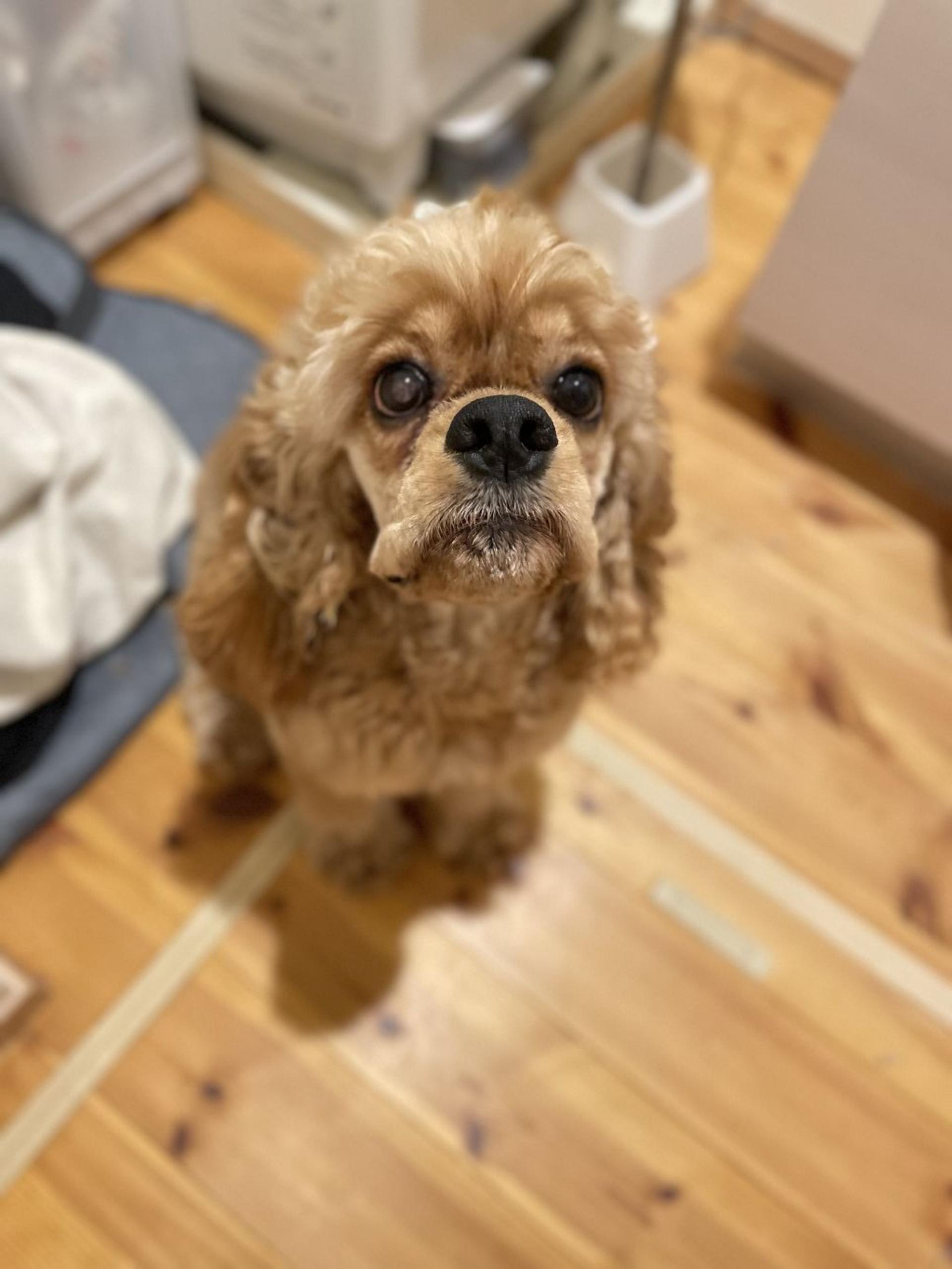 pet-image-3