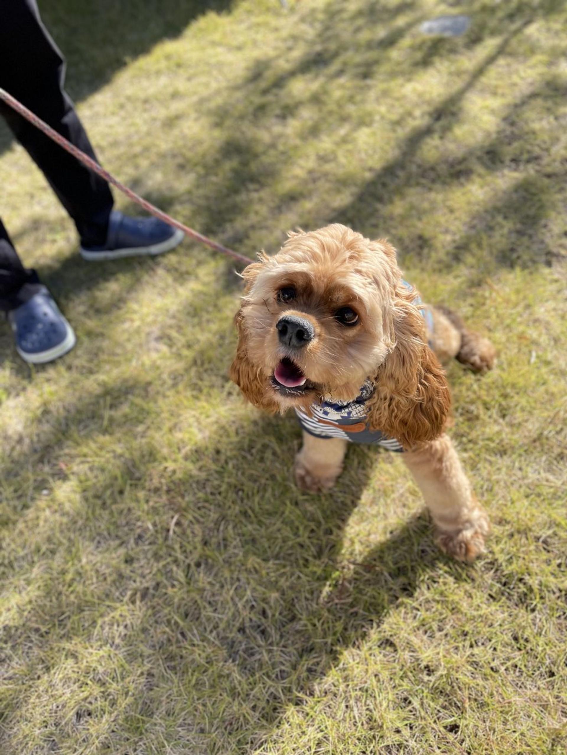 pet-image-4