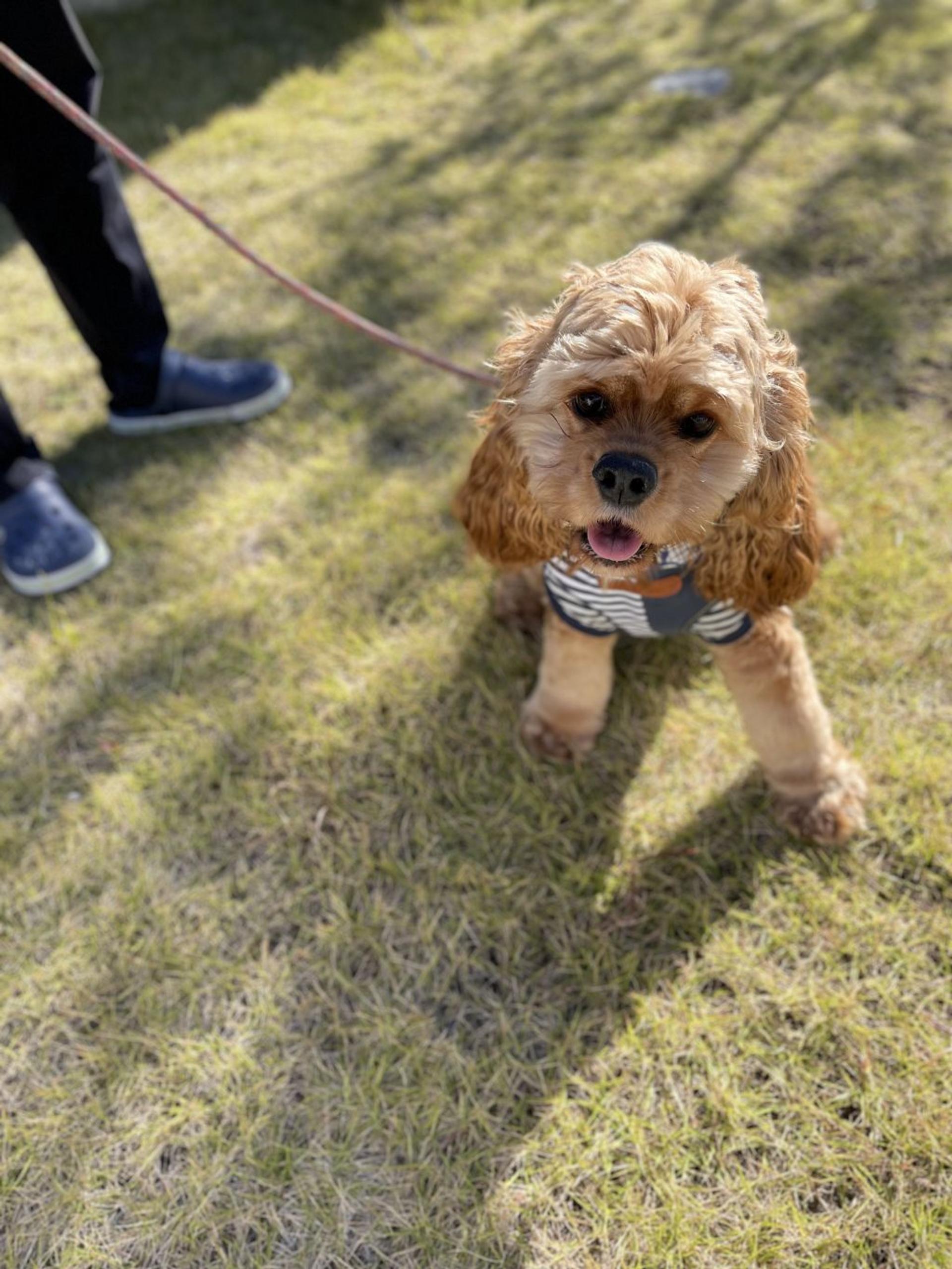 pet-image-5