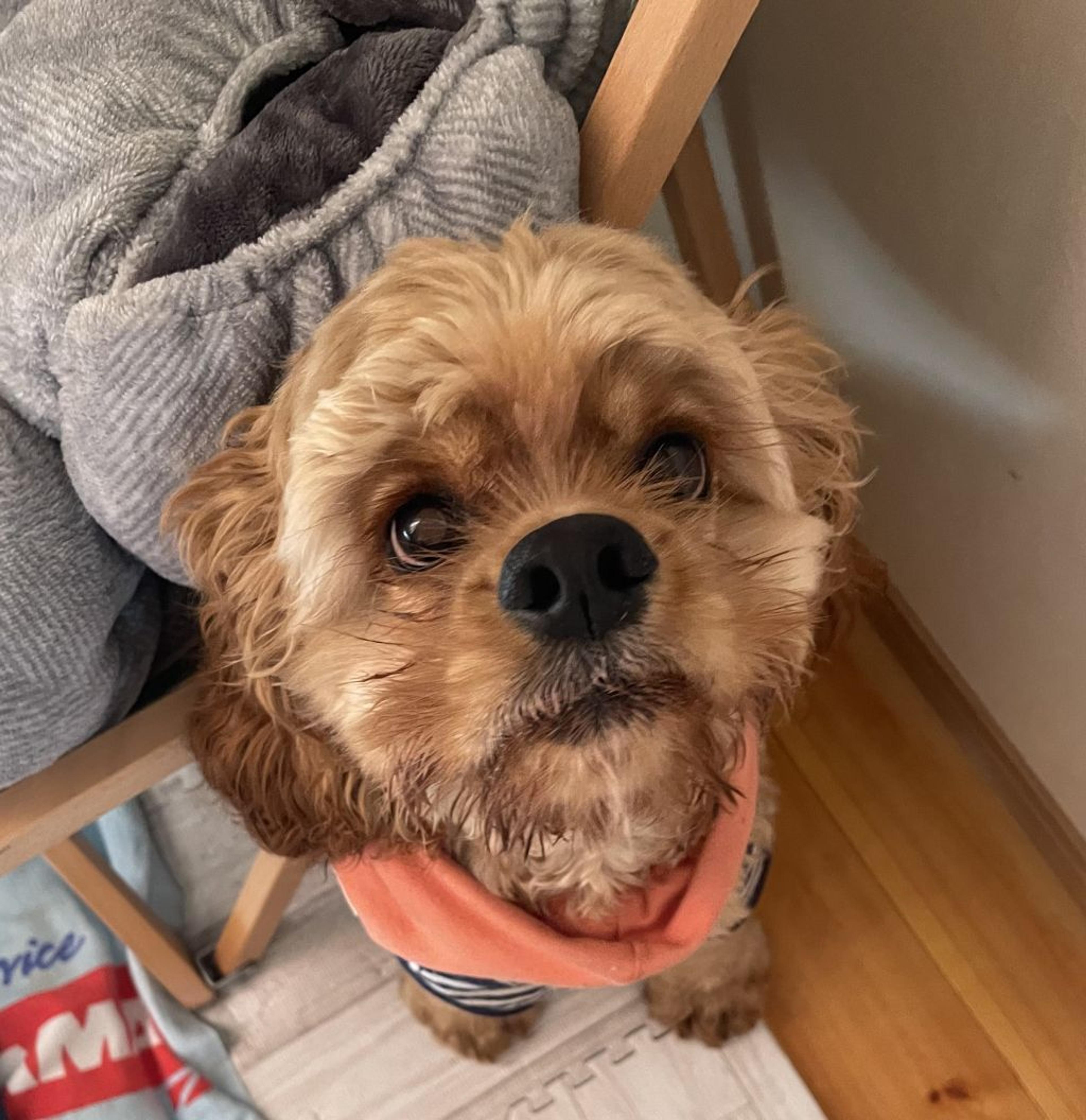 pet-image-6