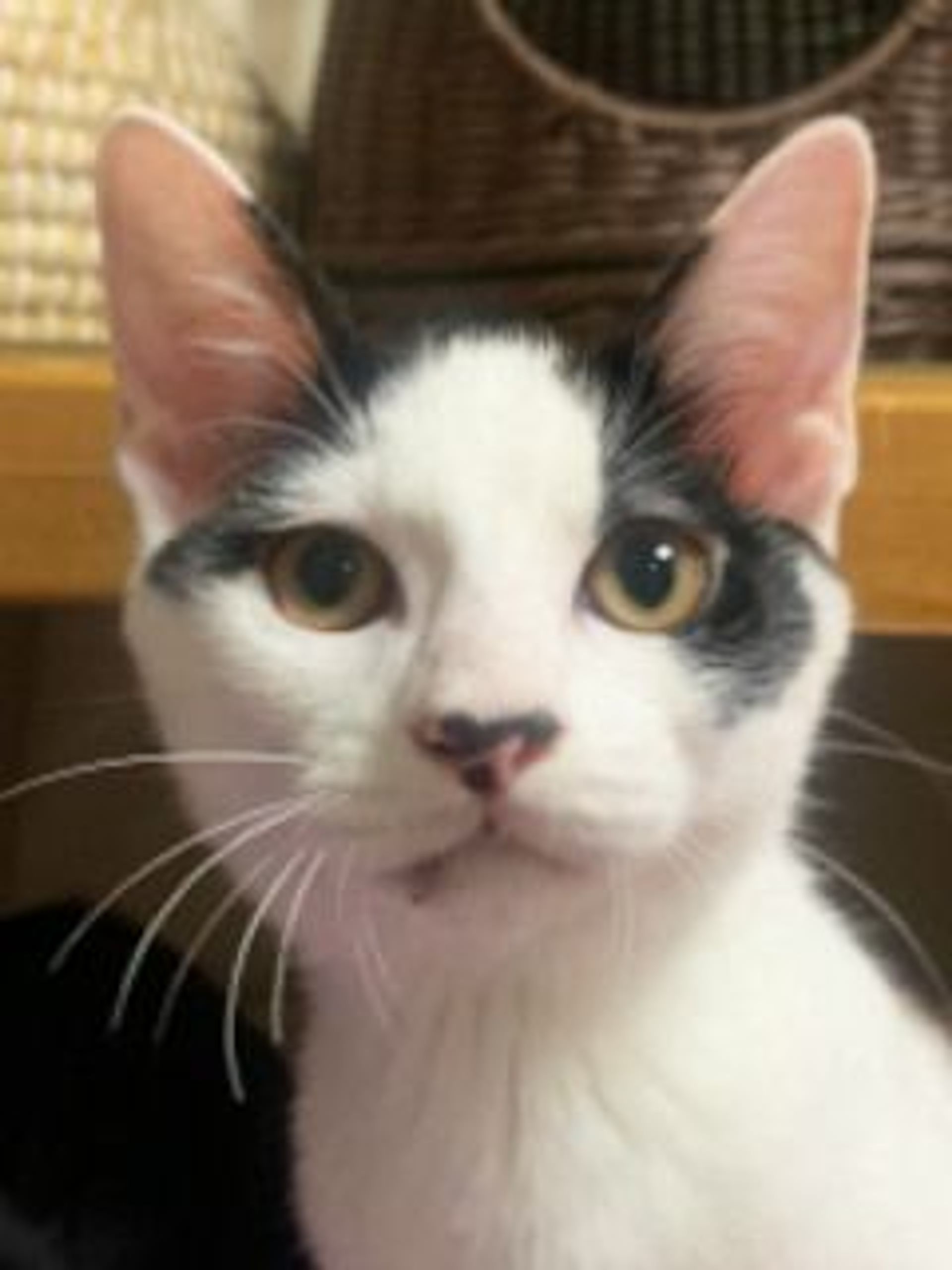雑種（ミックス猫）・オスの里親募集の写真