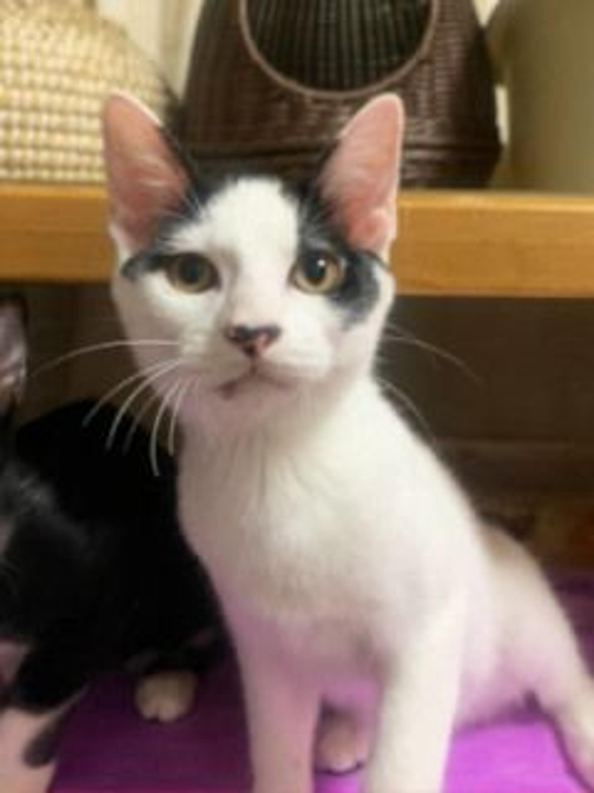 pet-image-2