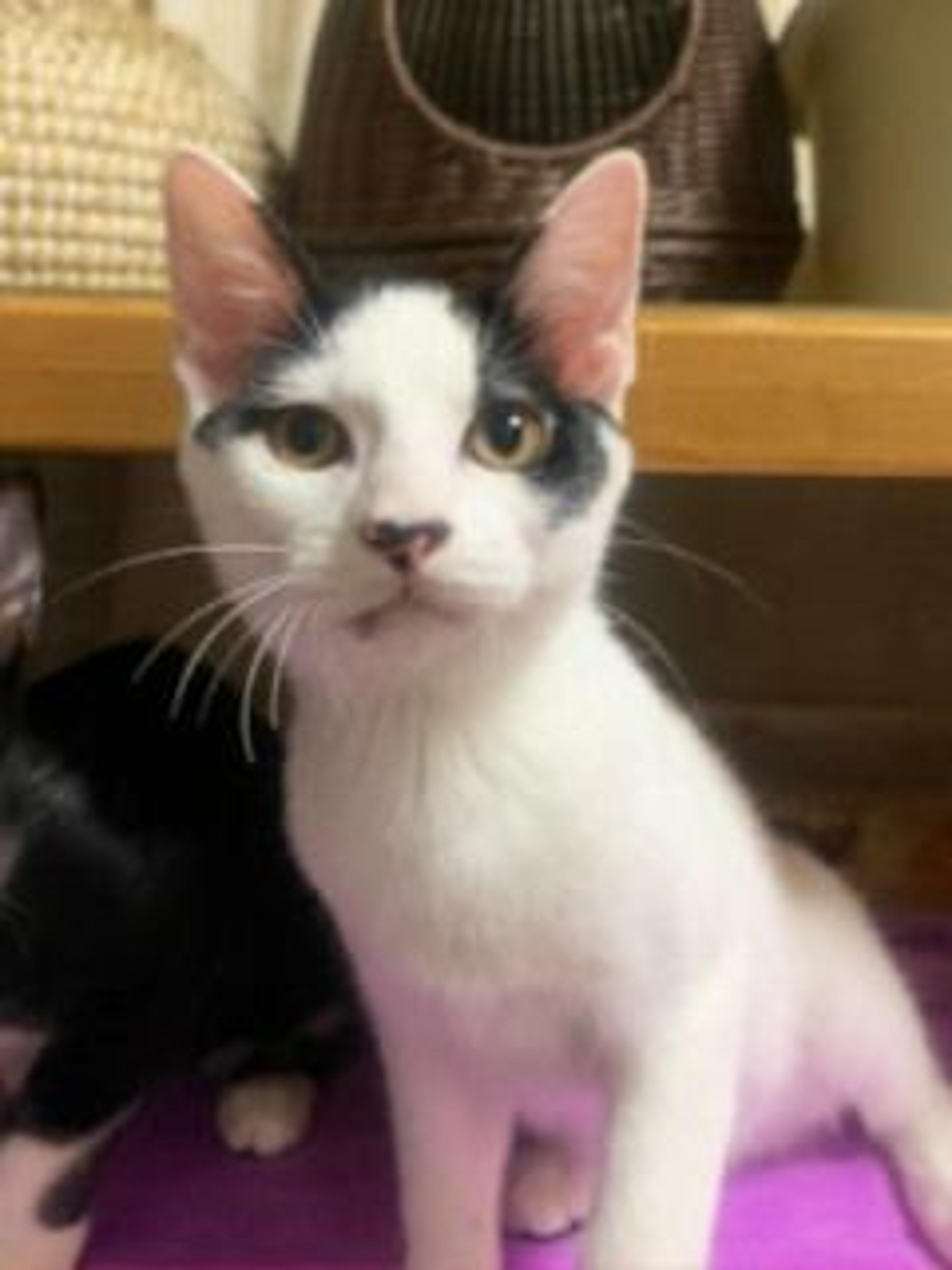 pet-image-2