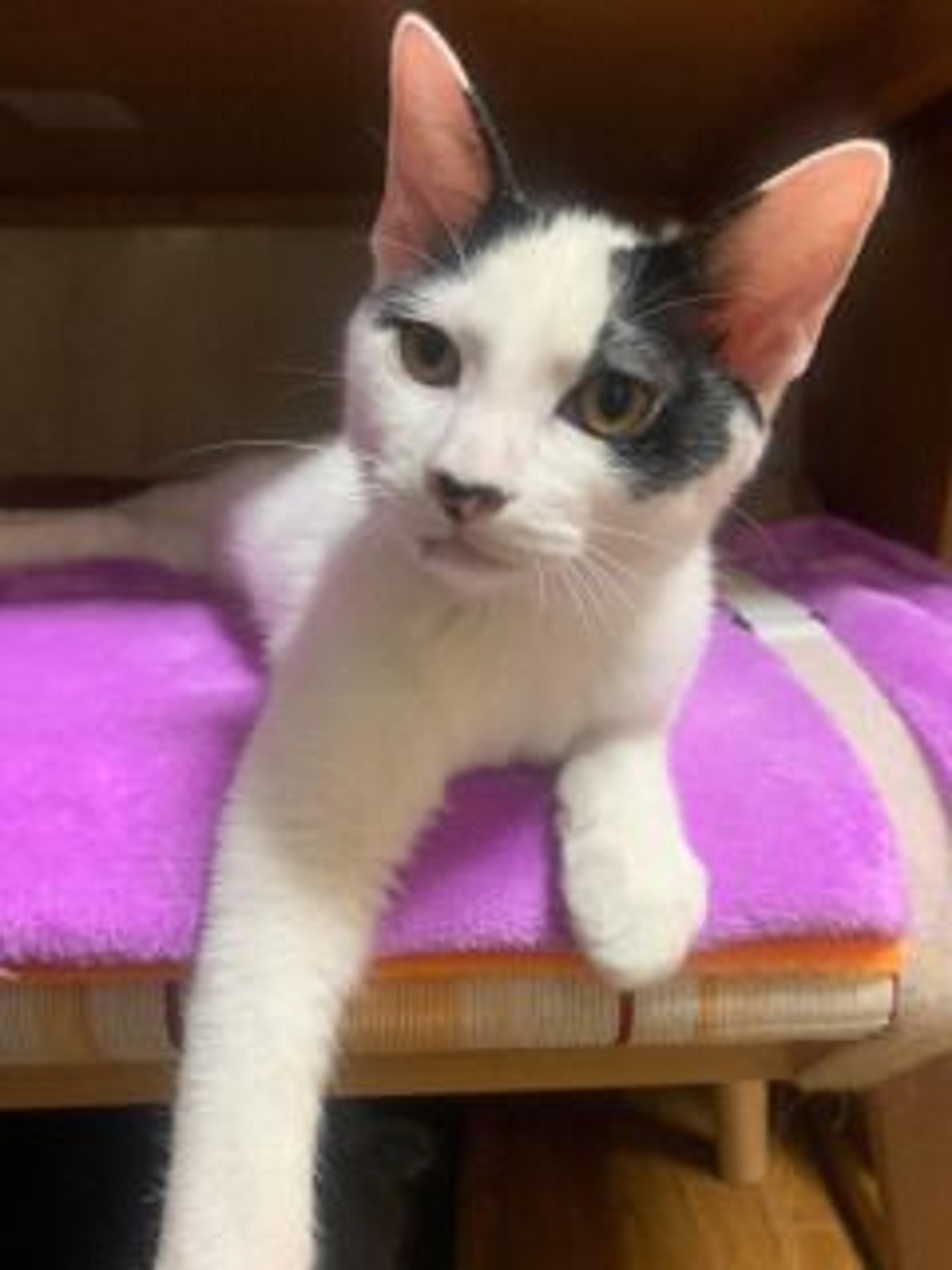 pet-image-3