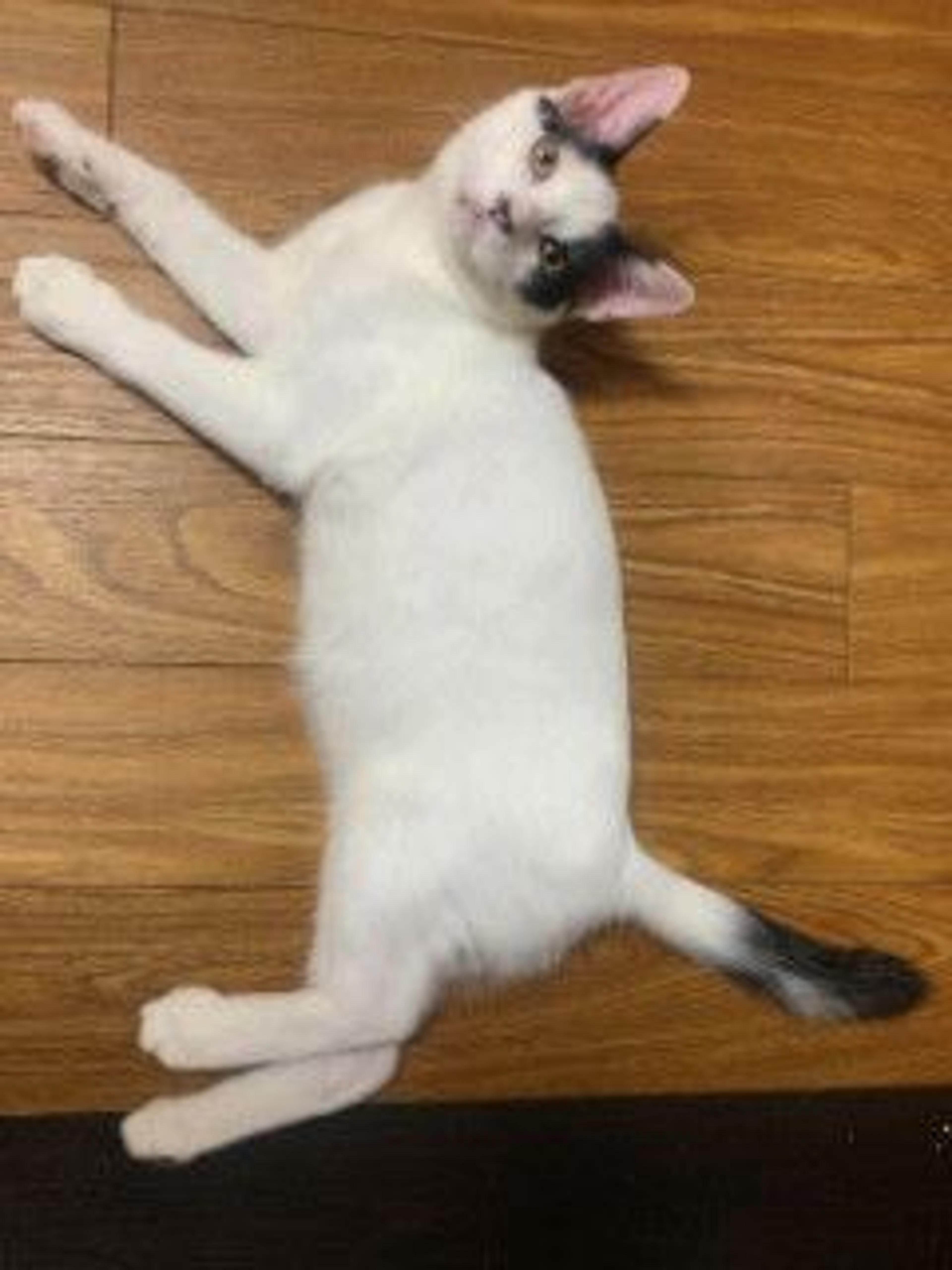 pet-image-4
